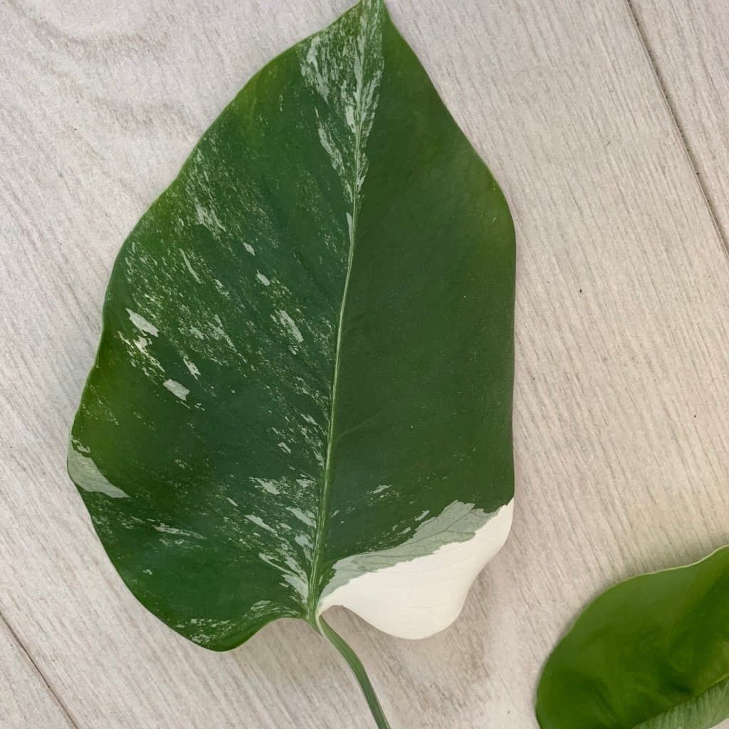 En tjusig stickling av Monstera Albo variegata