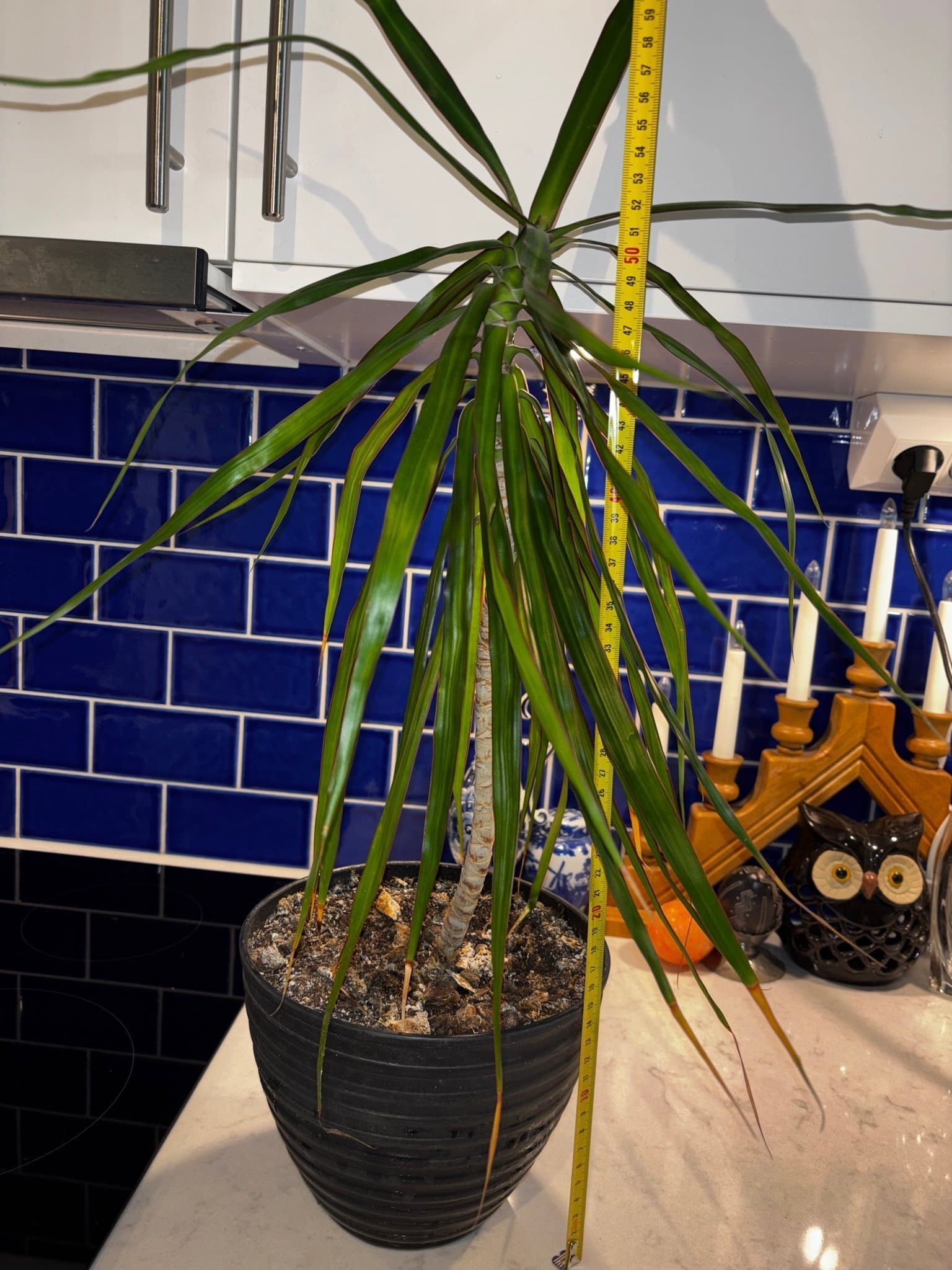 Dracena Marginata 50 cm