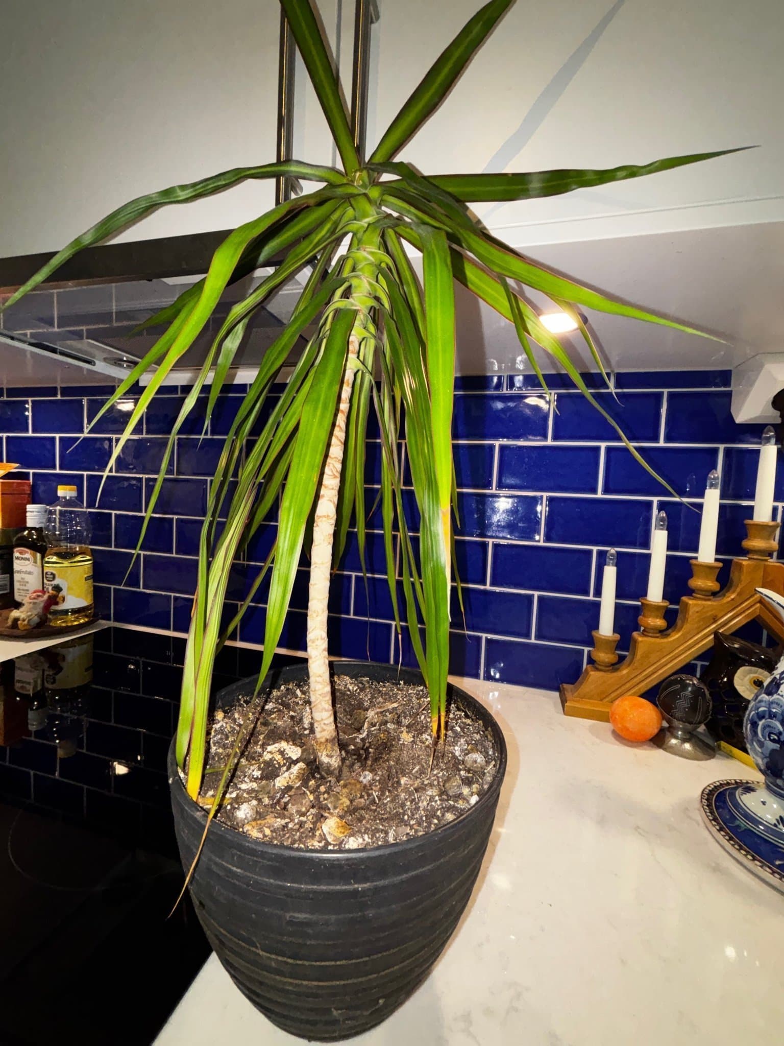 Dracena Marginata 50 cm