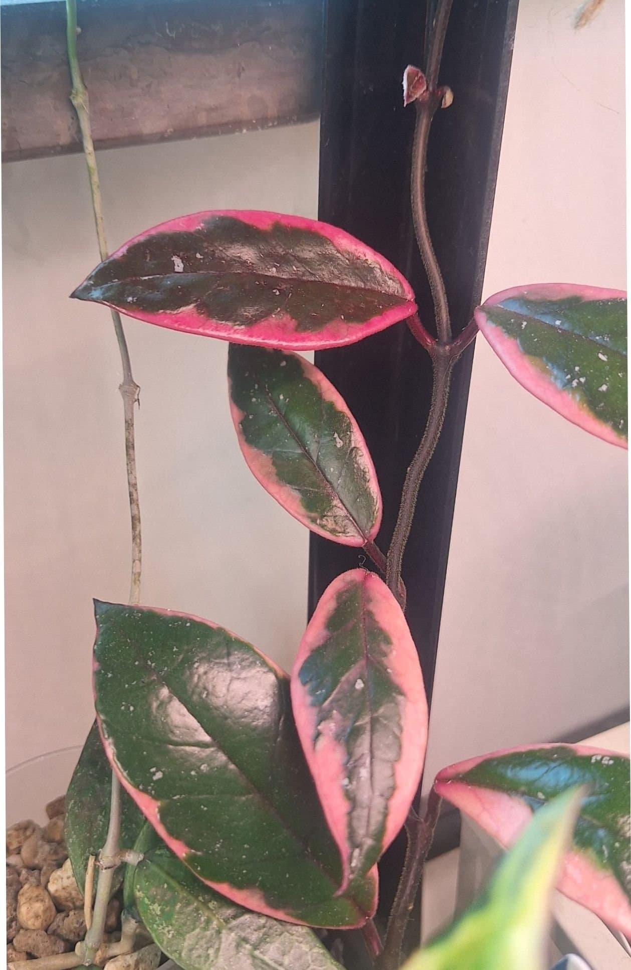 Hoya Carnosa Flamingo dream