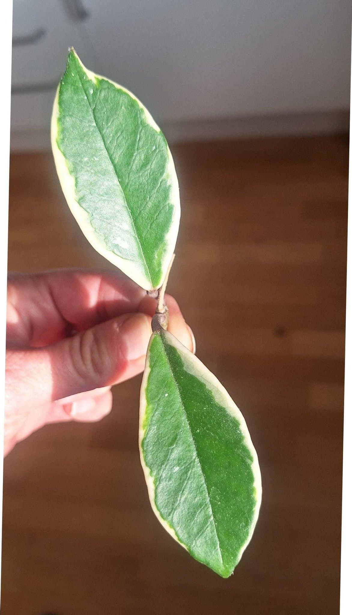 Hoya Carnosa Flamingo dream