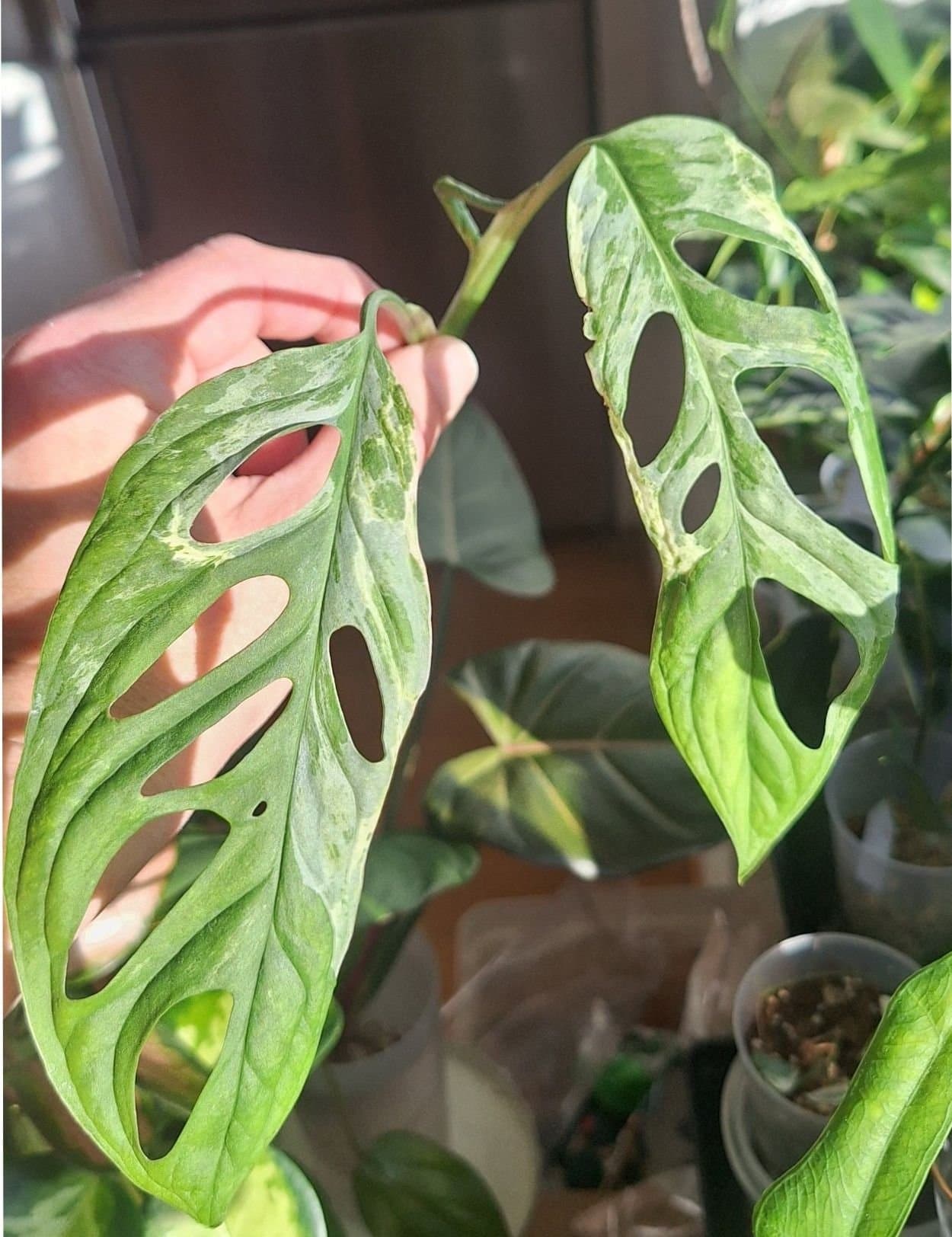 Monstera Adansonii 'Indonesian Marbel'