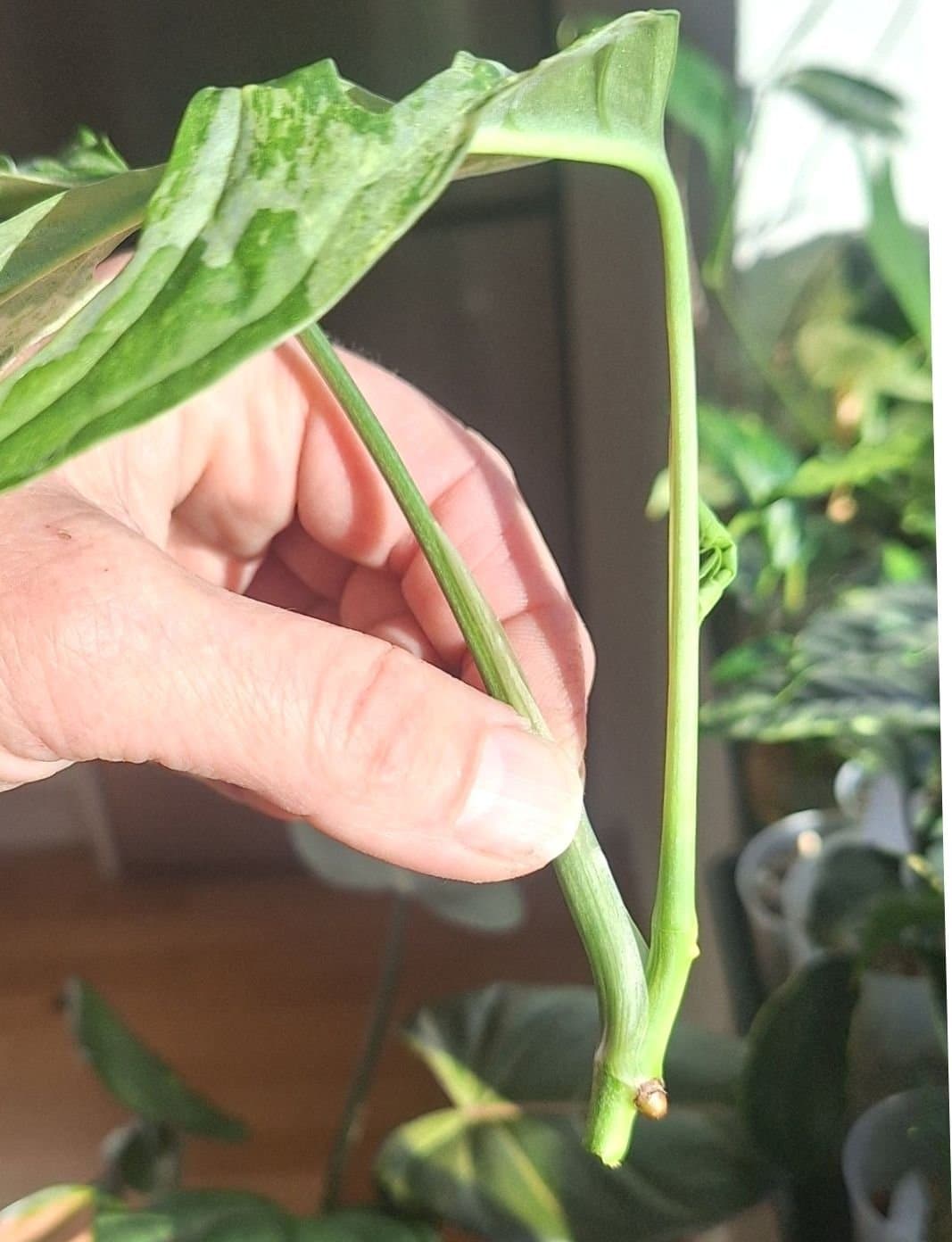 Monstera Adansonii 'Indonesian Marbel'