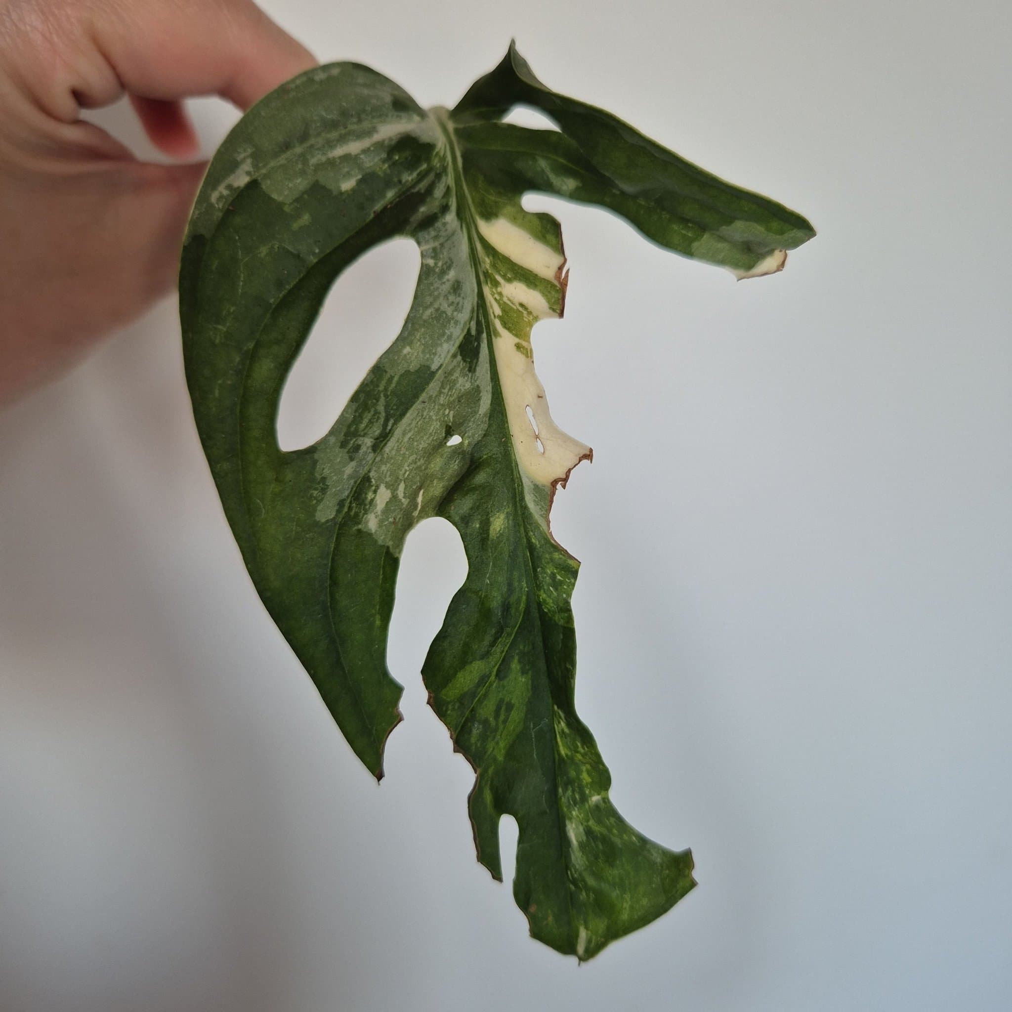 Monstera Adansonii Variegata stickling