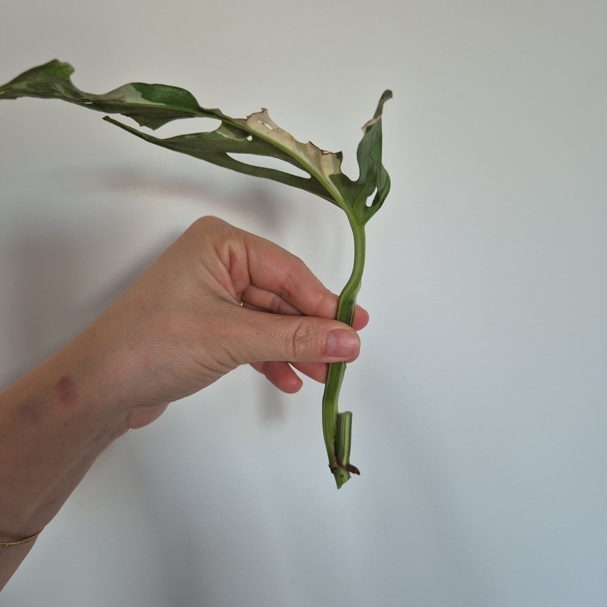 Monstera Adansonii Variegata stickling