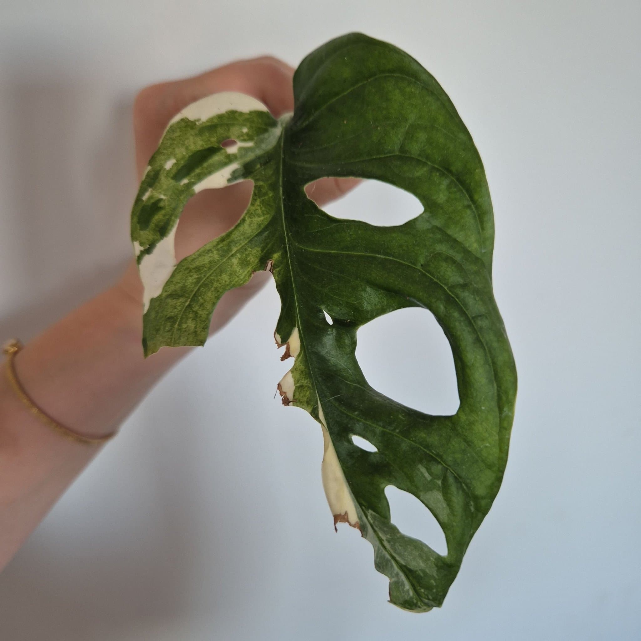 Monstera Adansonii Variegata stickling