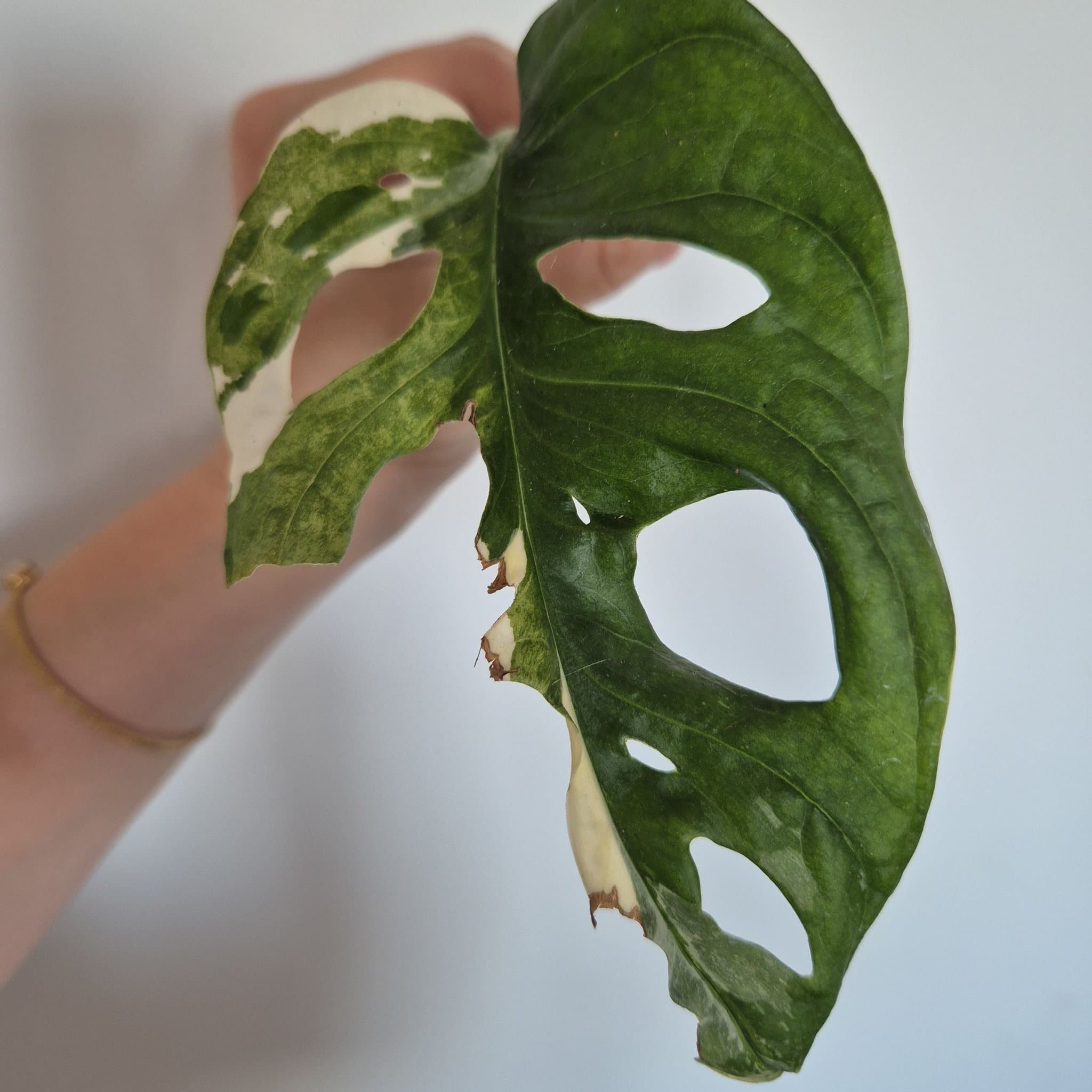 Monstera Adansonii Variegata stickling