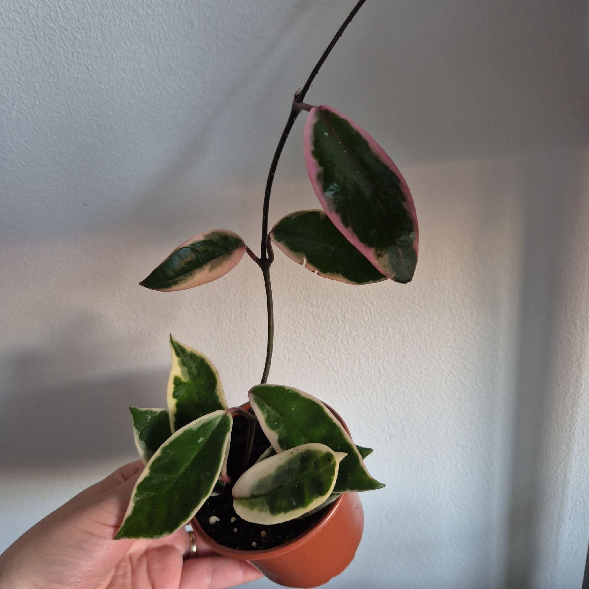 Hoya flamingo dream
