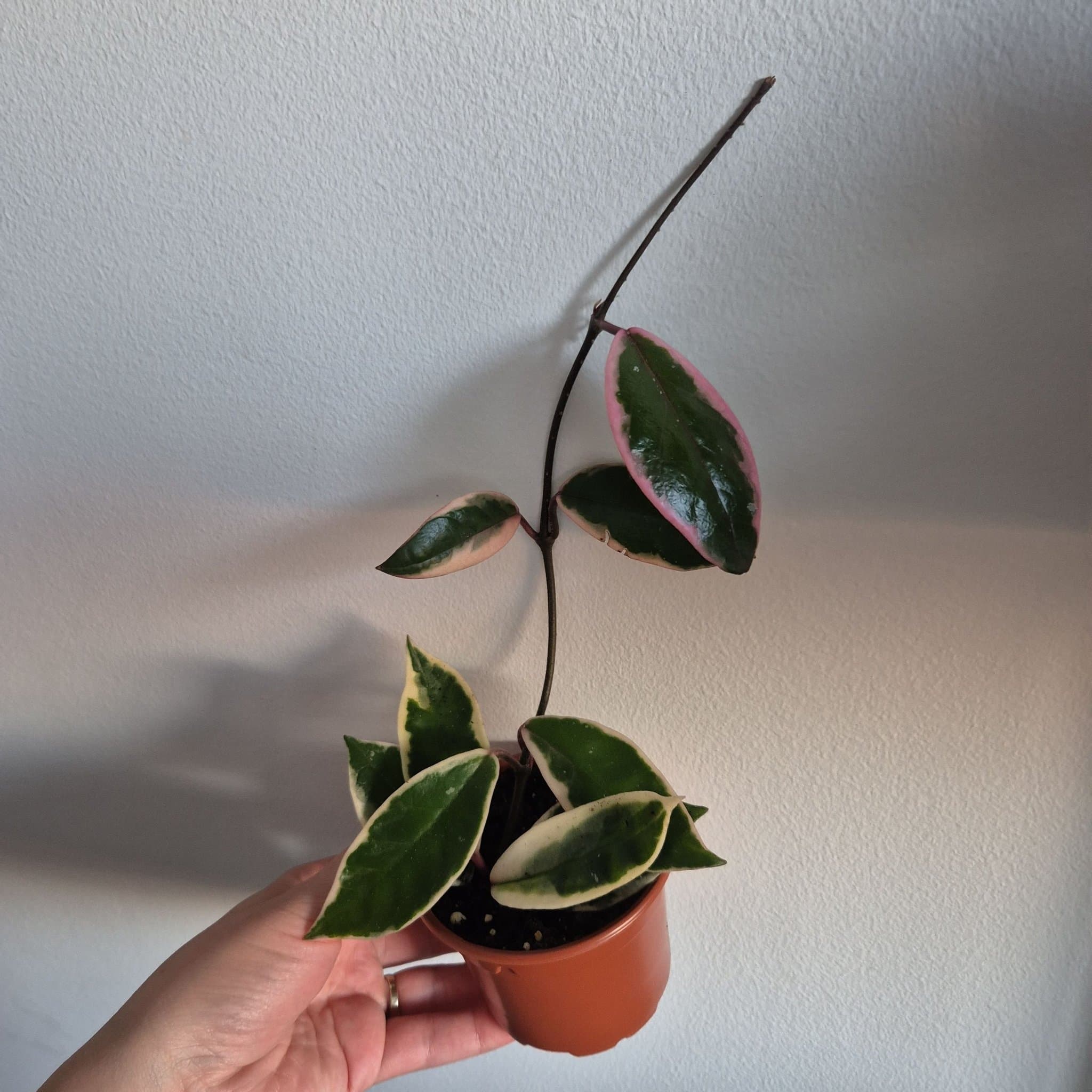 Hoya flamingo dream