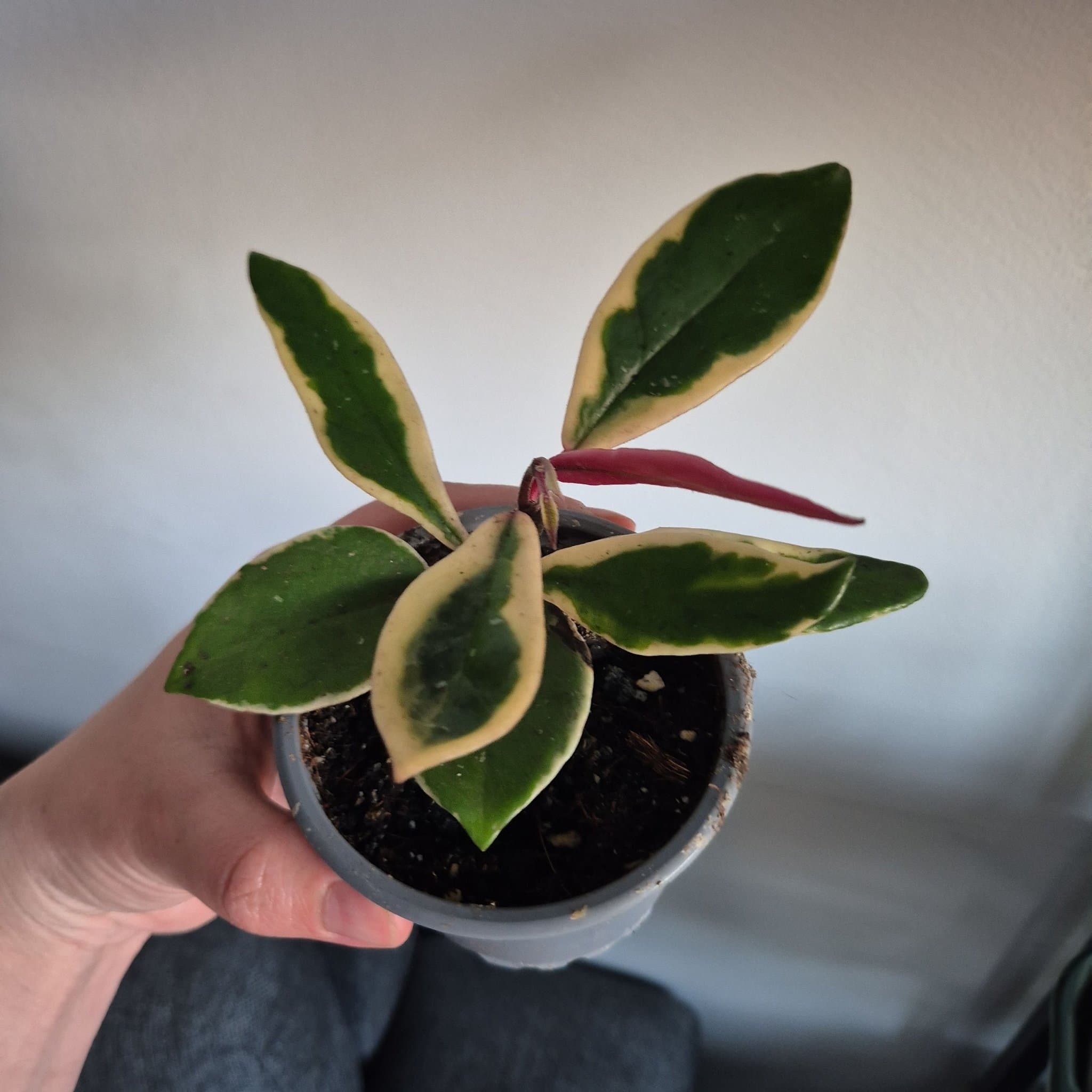 Hoya flamingo dream