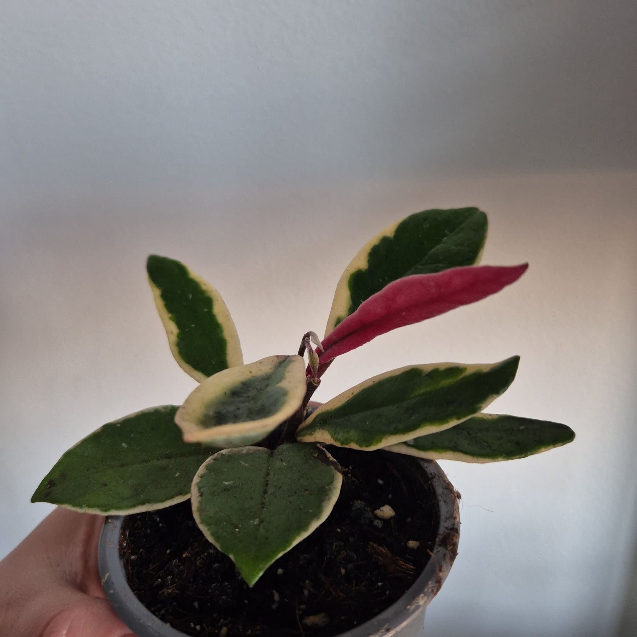 Hoya flamingo dream