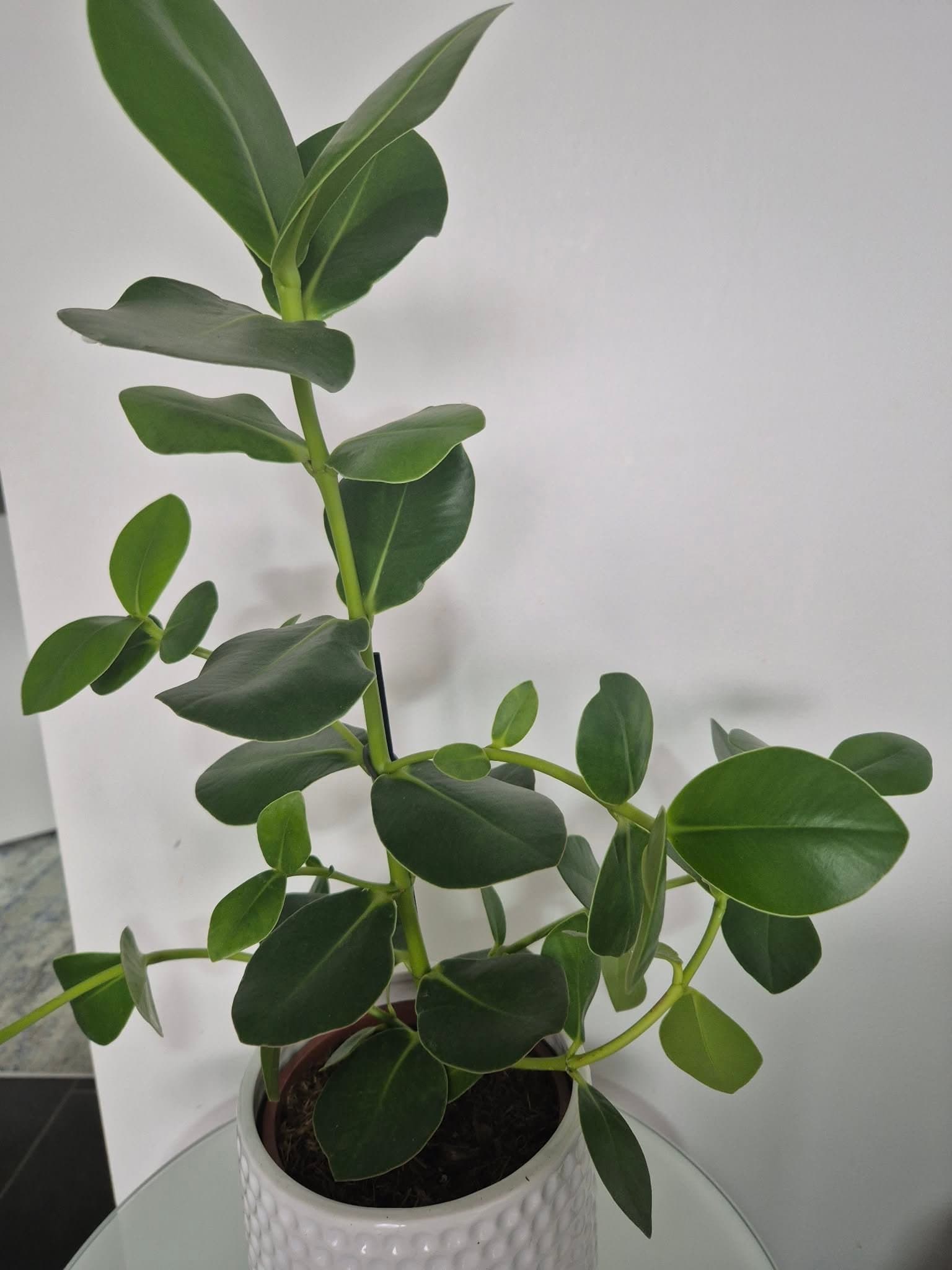 Clusia Rosea Princess