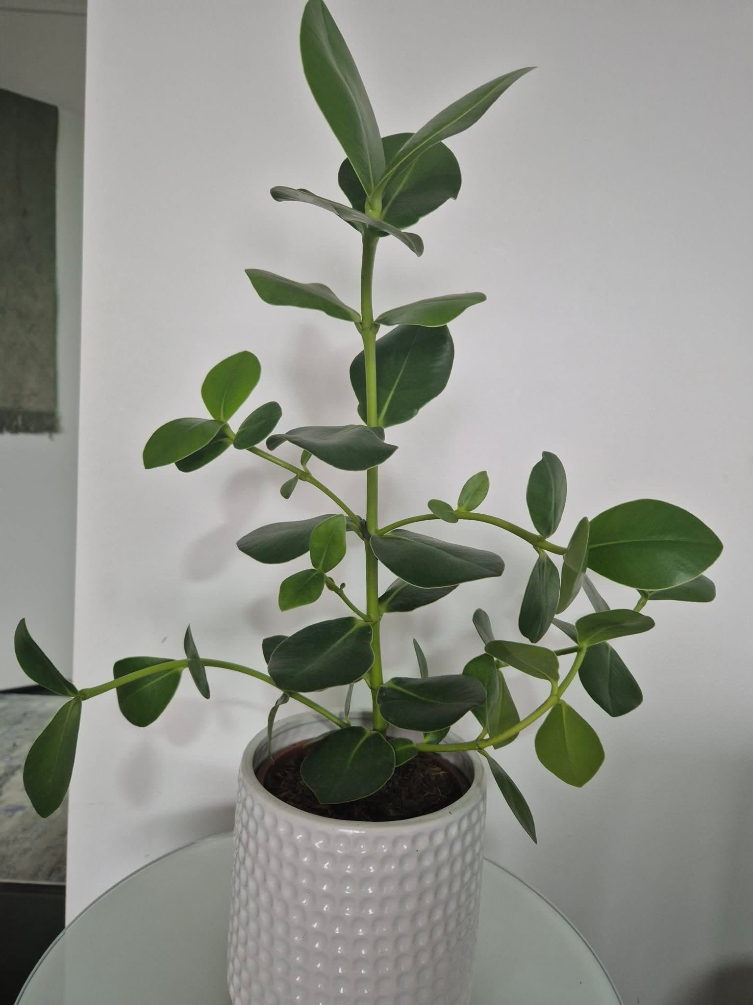 Clusia Rosea Princess