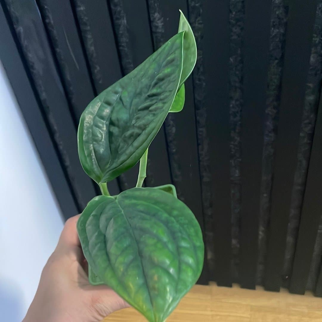 Monstera Peru