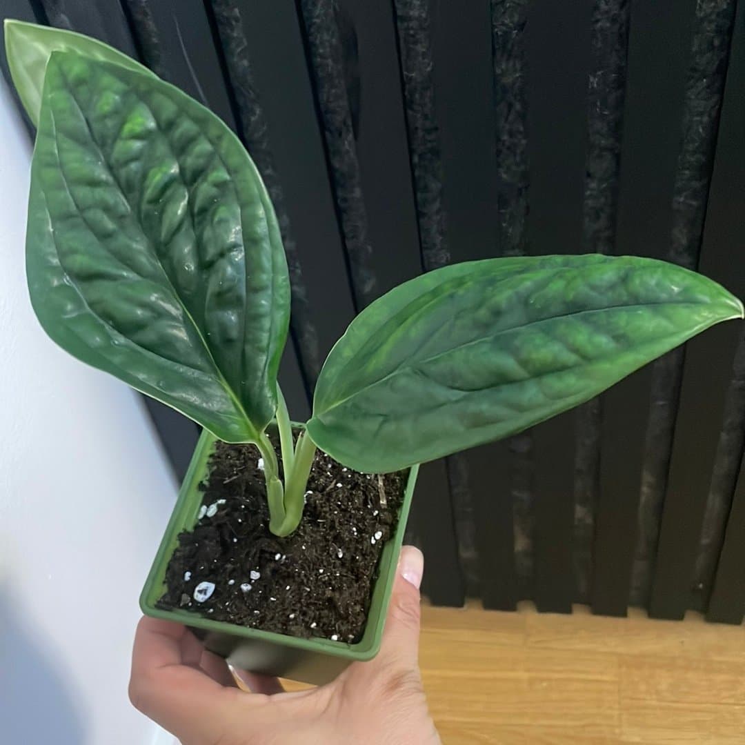 Monstera Peru