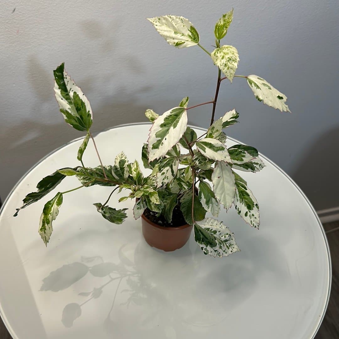 Hibiscus 'Snow Queen' - Vitbrokig Hibiskus