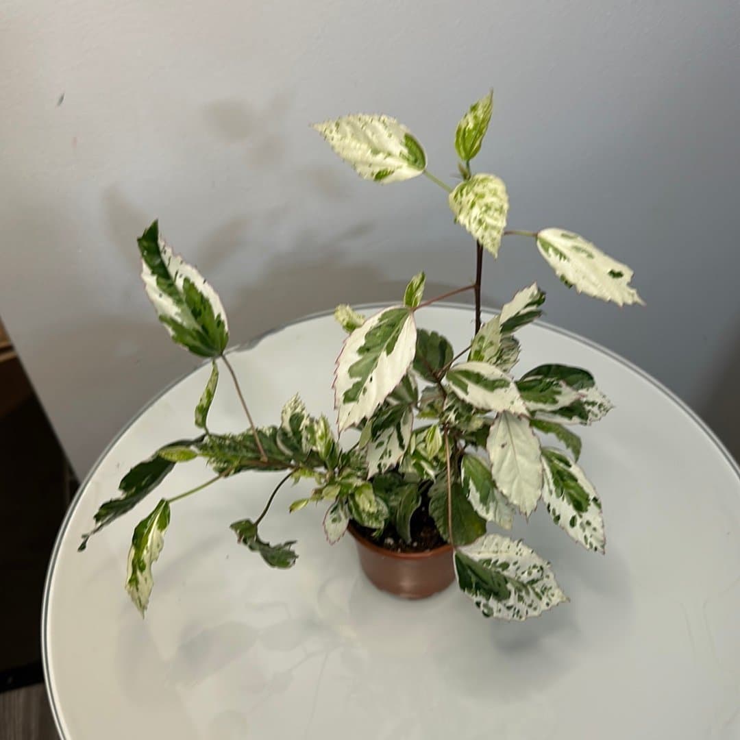 Hibiscus 'Snow Queen' - Vitbrokig Hibiskus