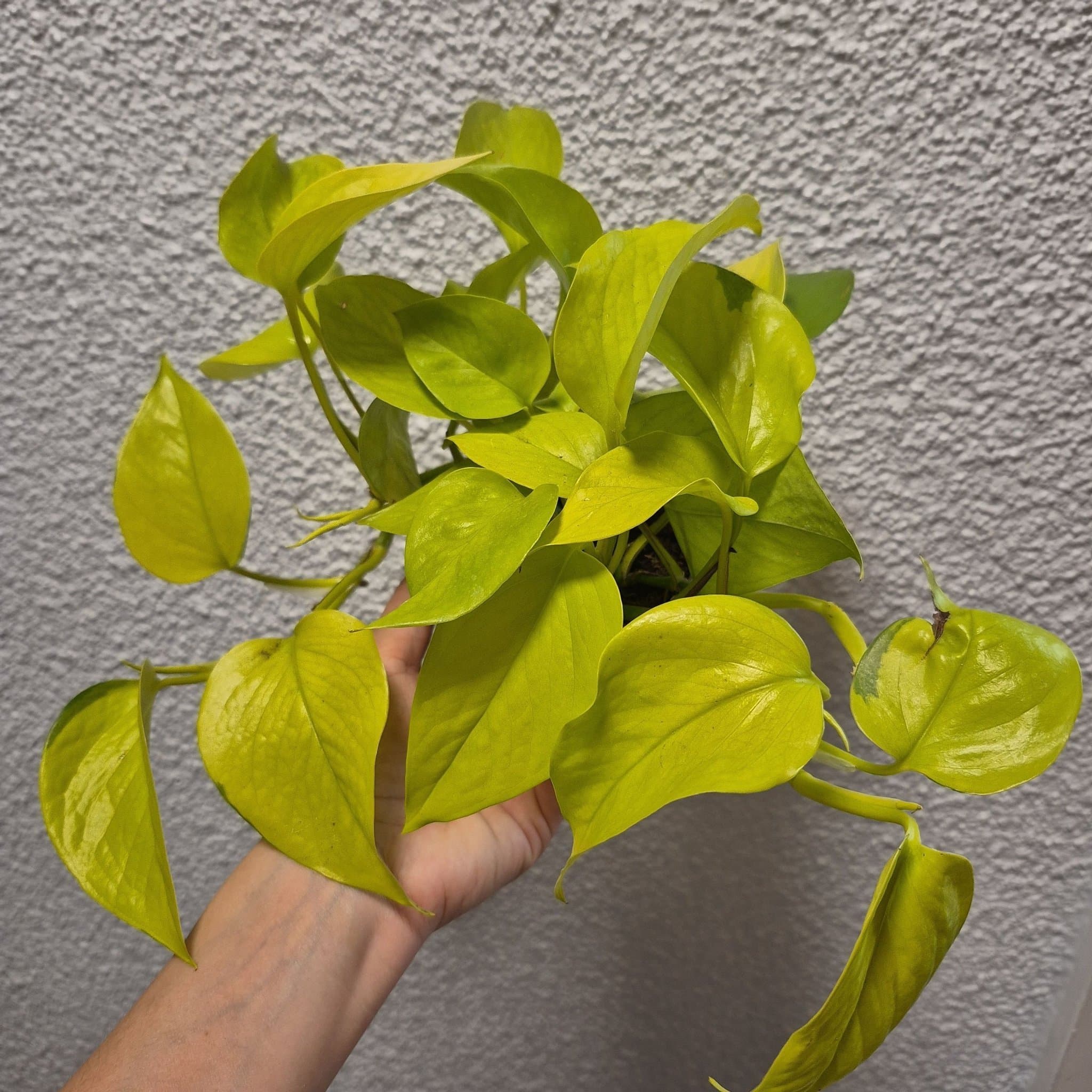 - Epipremnum Aureum Neon