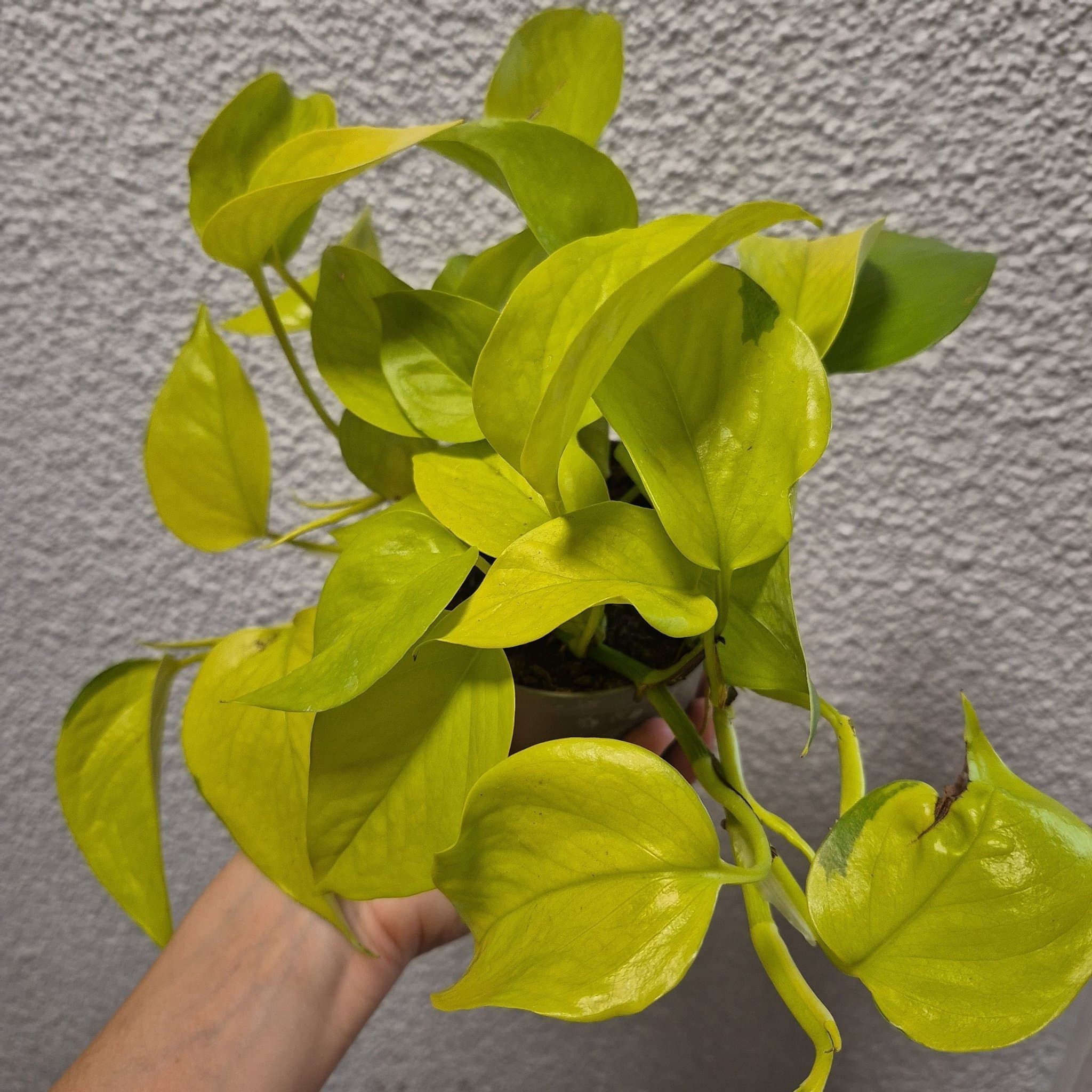 - Epipremnum Aureum Neon
