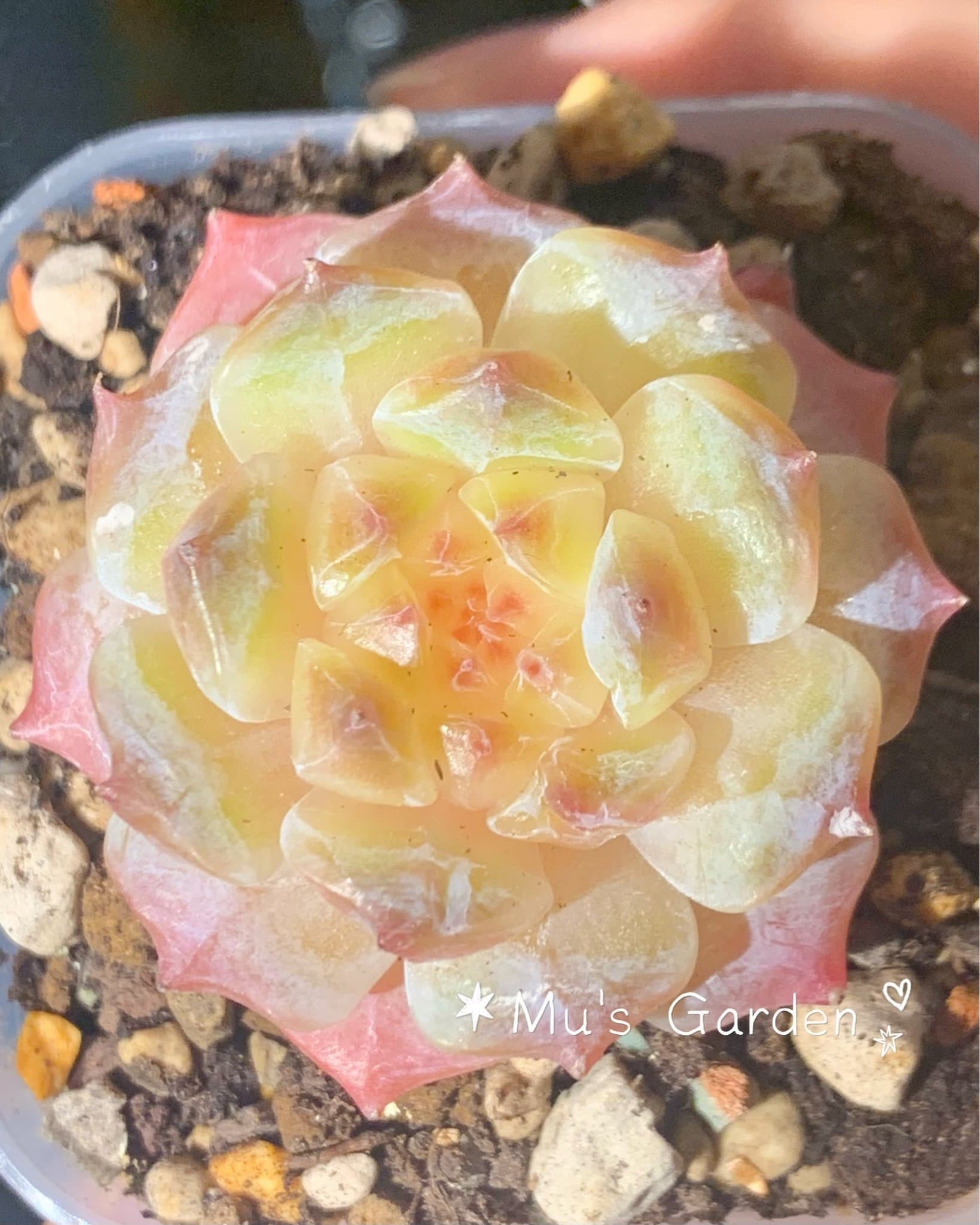 Echeveria 'Morning Beauty' - succulent plant