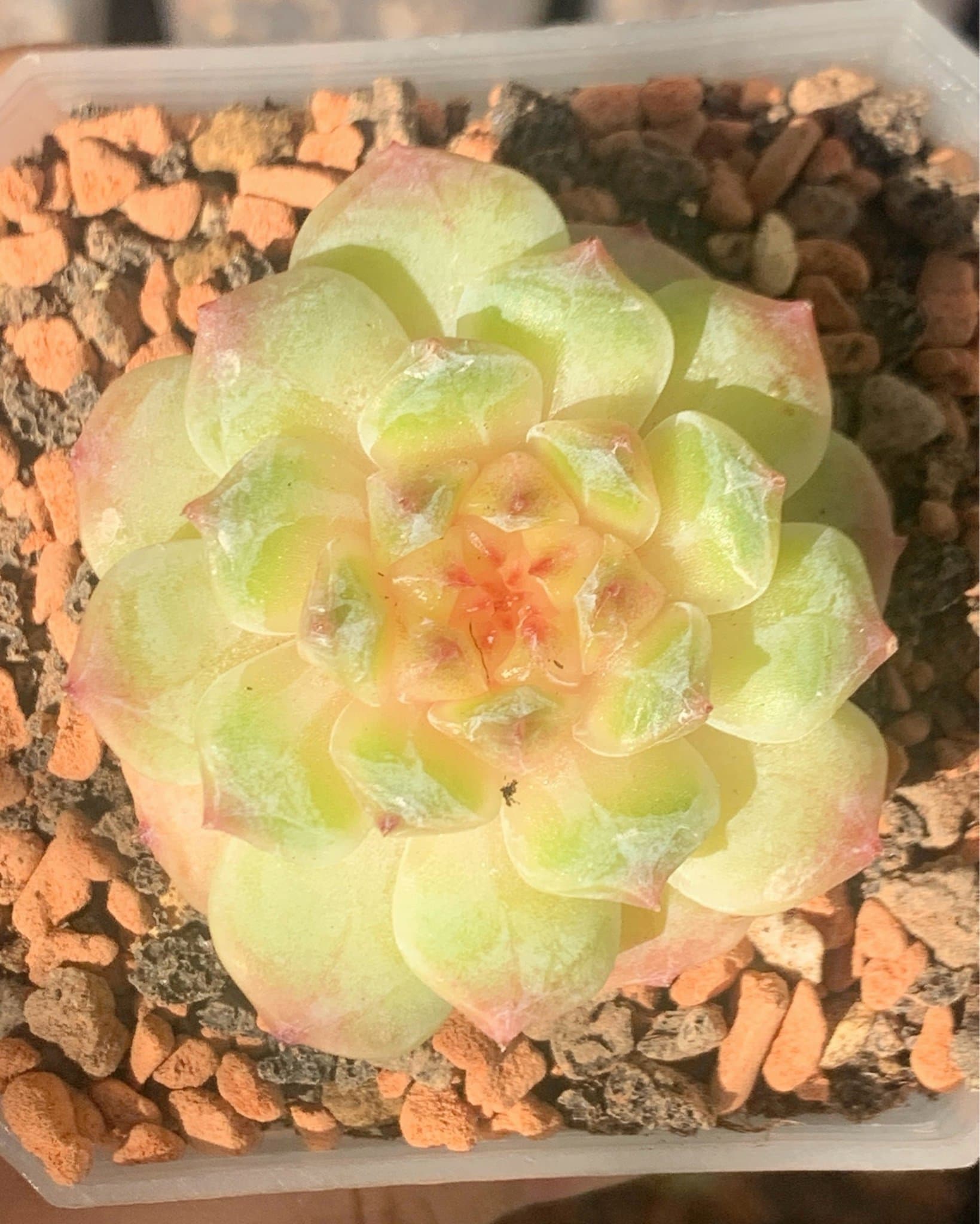 Echeveria 'Morning Beauty' - succulent plant