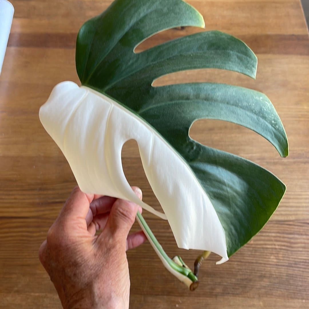 Monstera ” ALBO VARIEGATA (half moon)