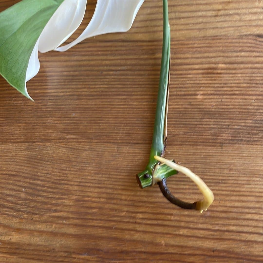 Monstera ” ALBO VARIEGATA (half moon)