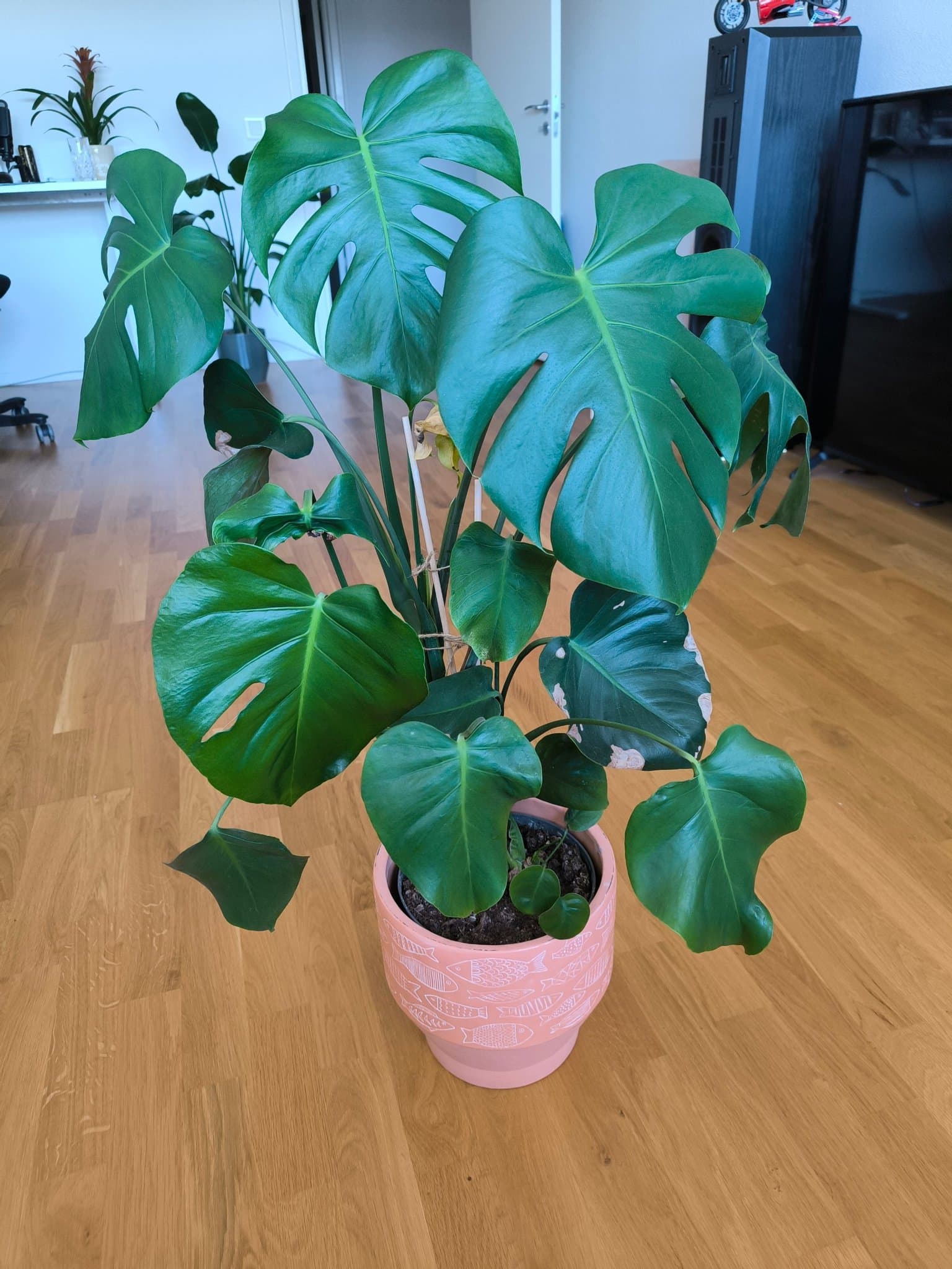 Monstera Deliciosa med kruka