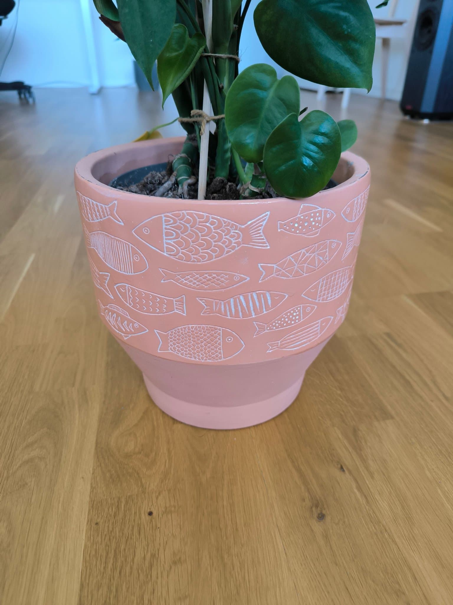 Monstera Deliciosa med kruka