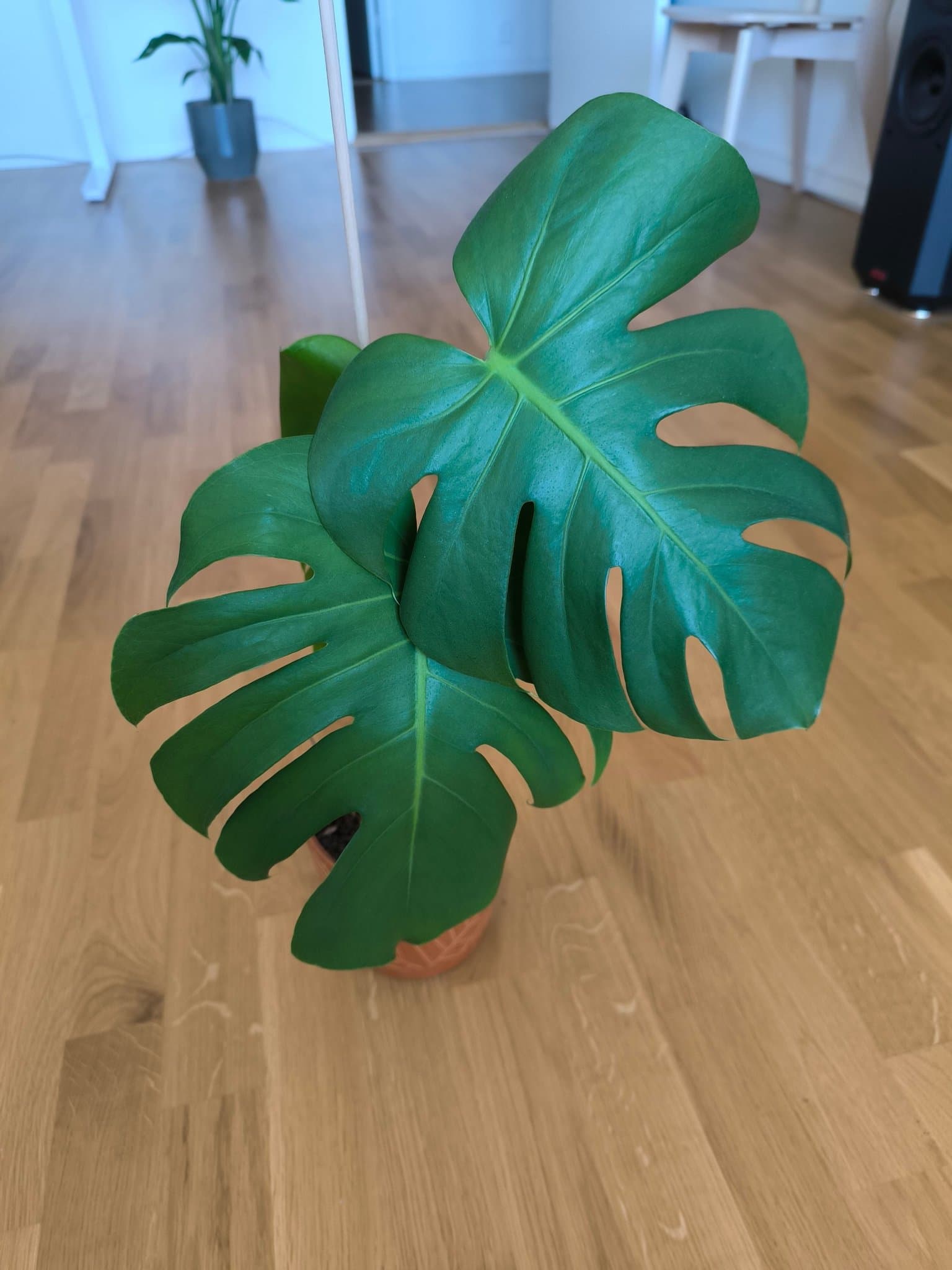 Monstera Deliciosa med kruka