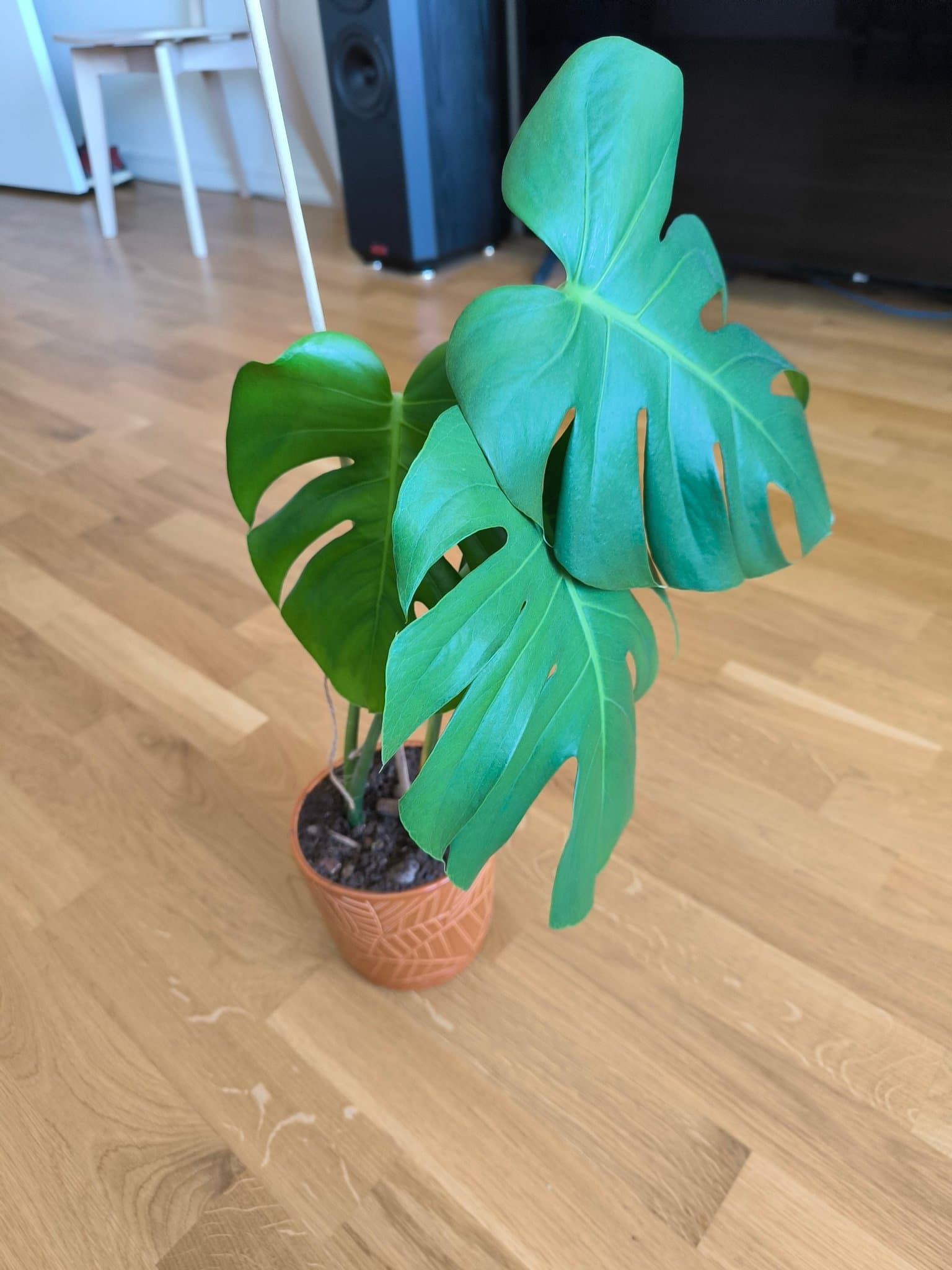 Monstera Deliciosa med kruka