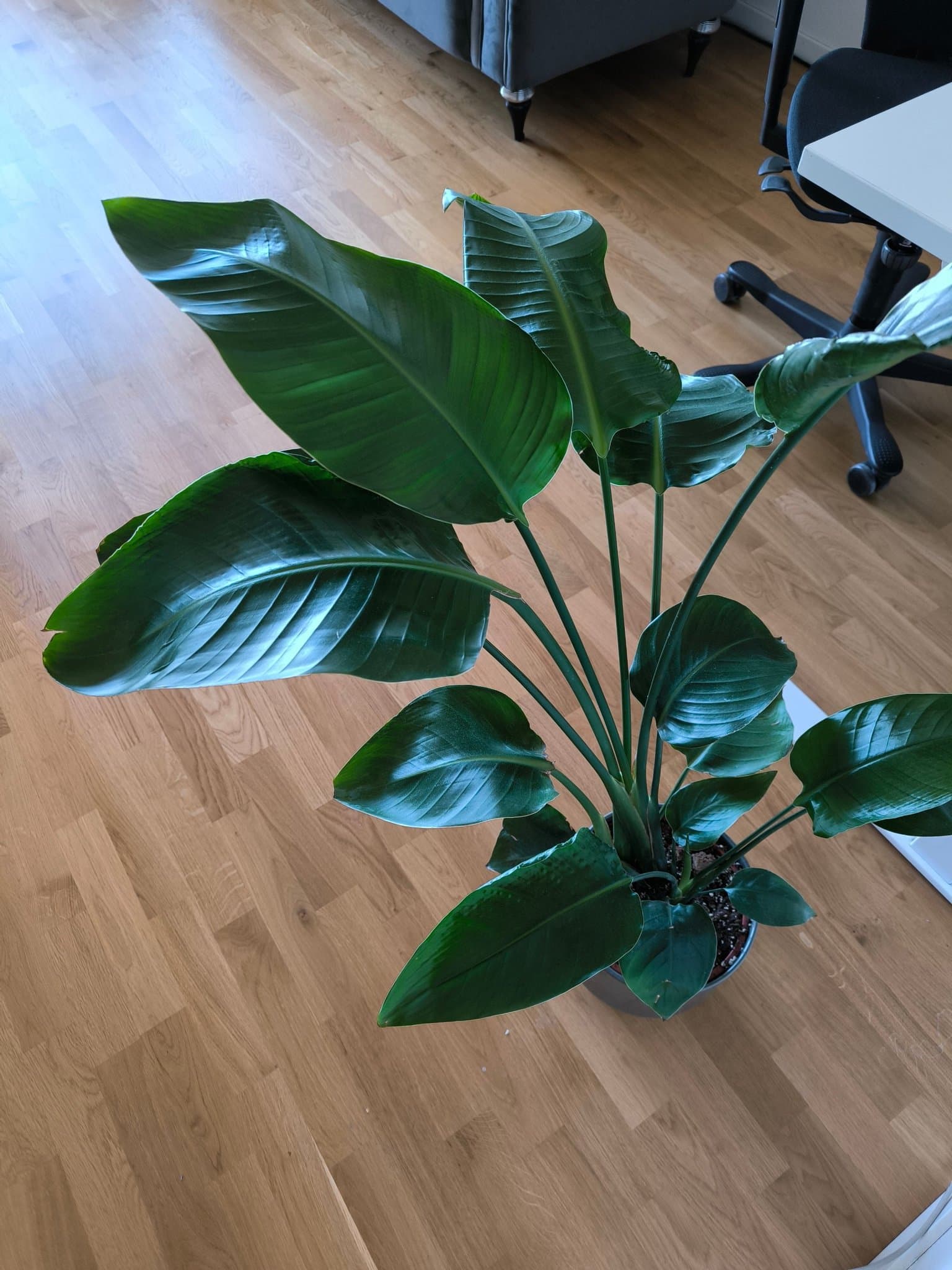 Strelitzia Nicolai Banana Plant with Pot