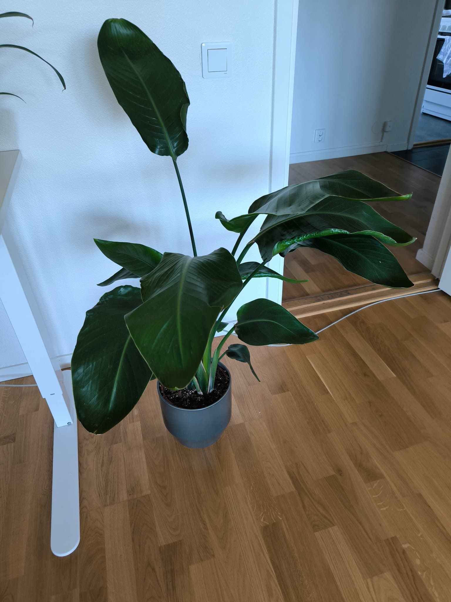 Strelitzia Nicolai Banana Plant with Pot