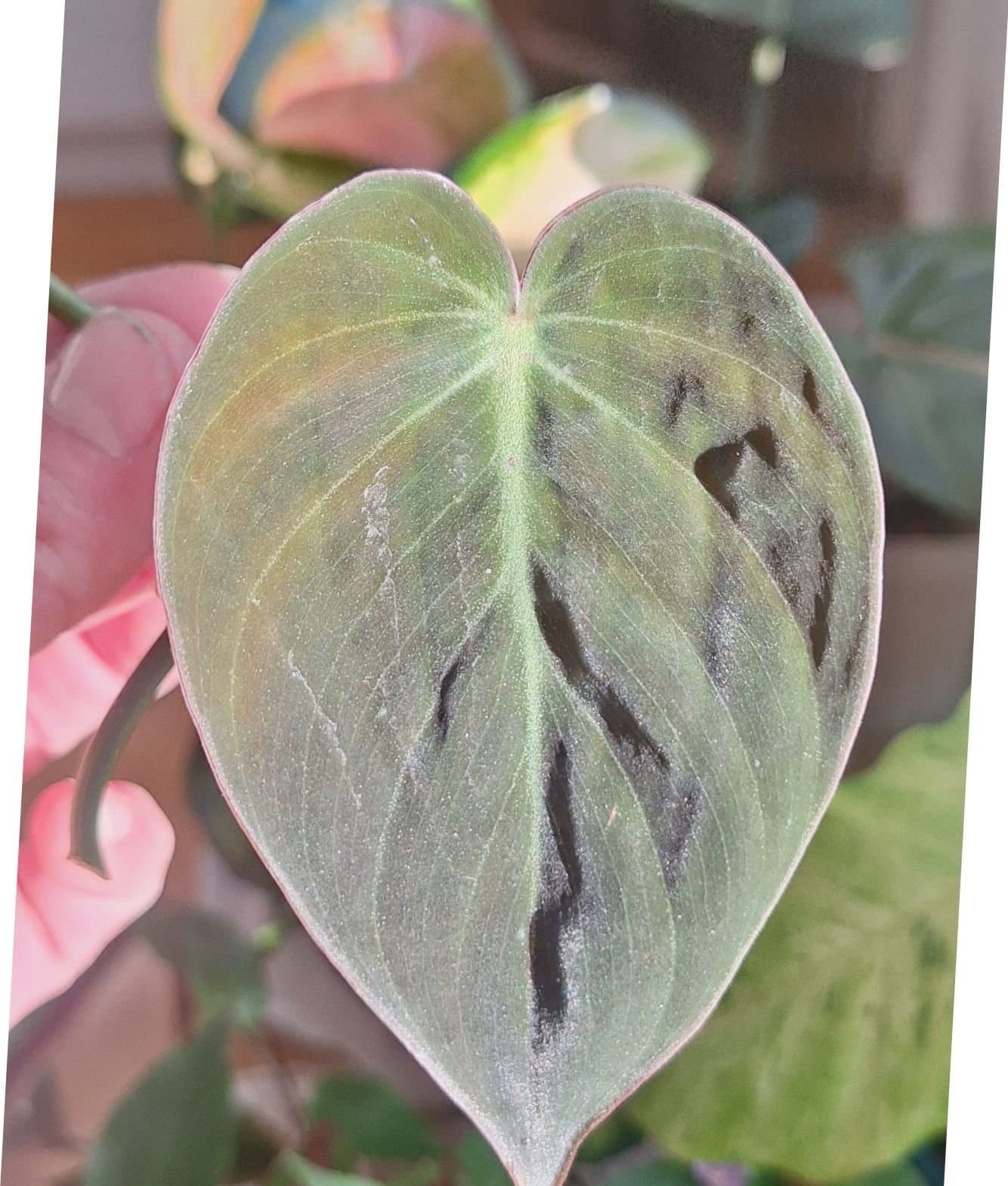 Philodendron Micans