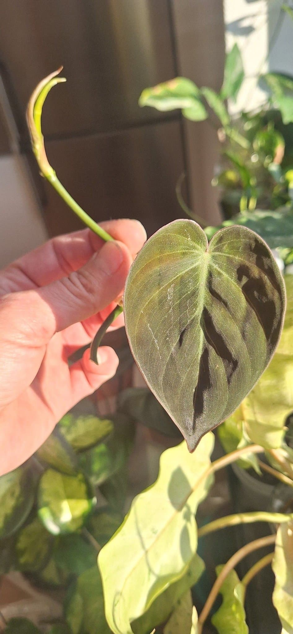 Philodendron Micans