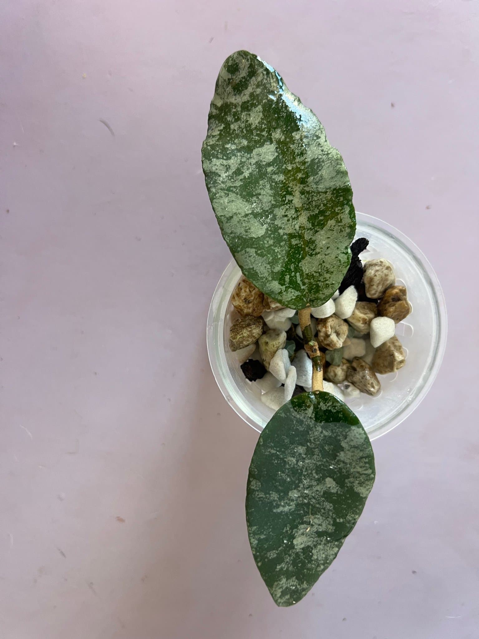 Hoya caudata ’Gold’