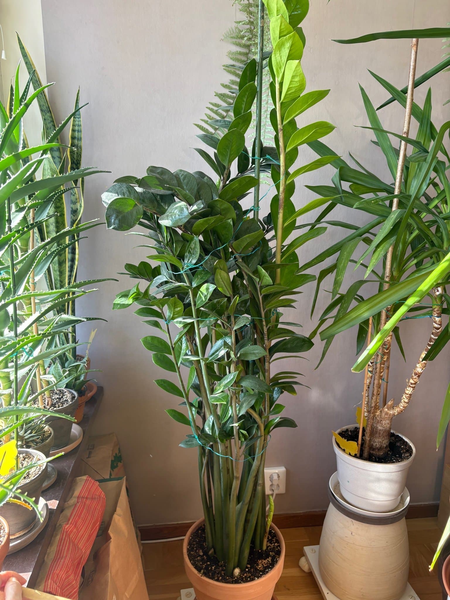 Stor & Ståtlig garderobsblomma inkl kruka m fat!