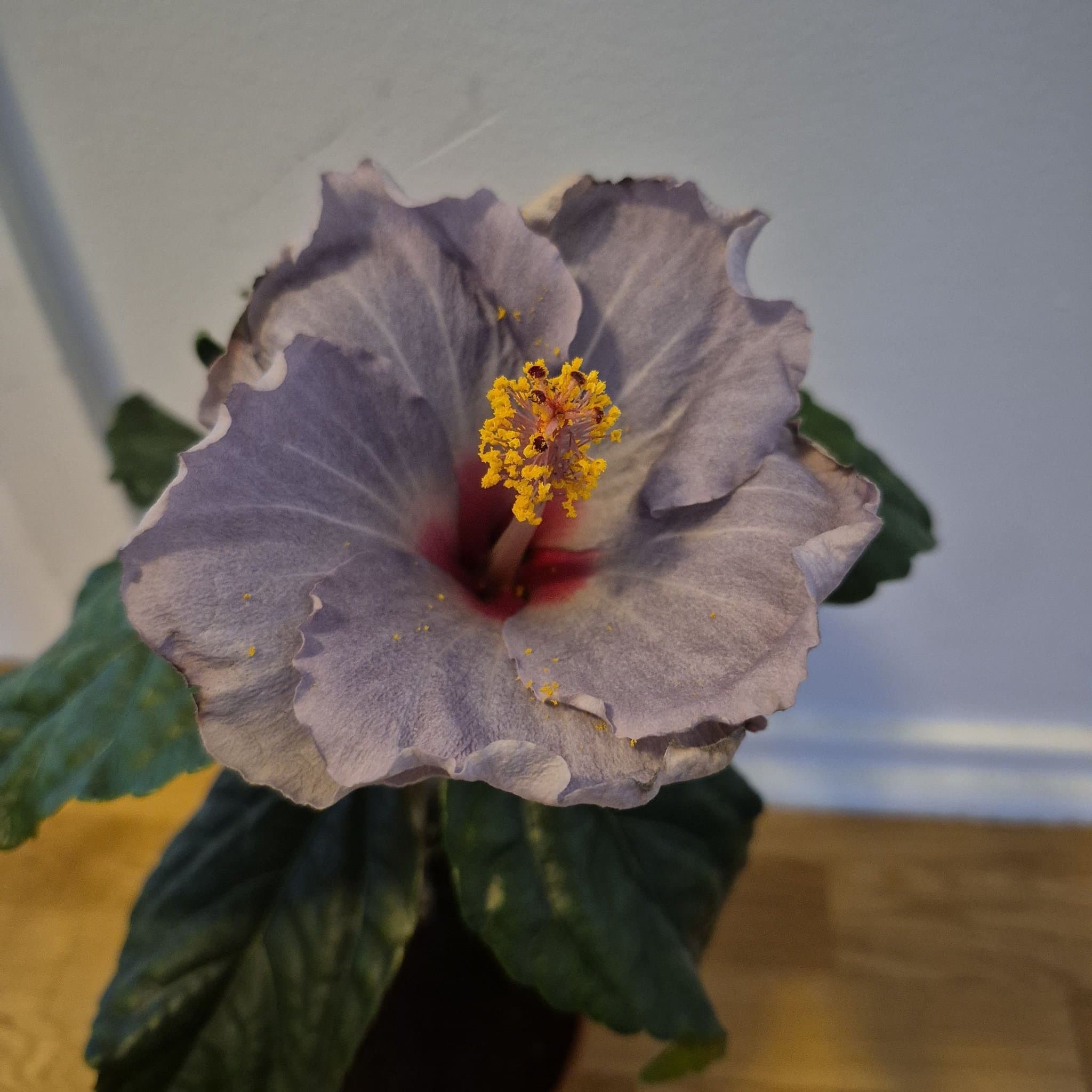 Hibiskus 'Blue Bird'