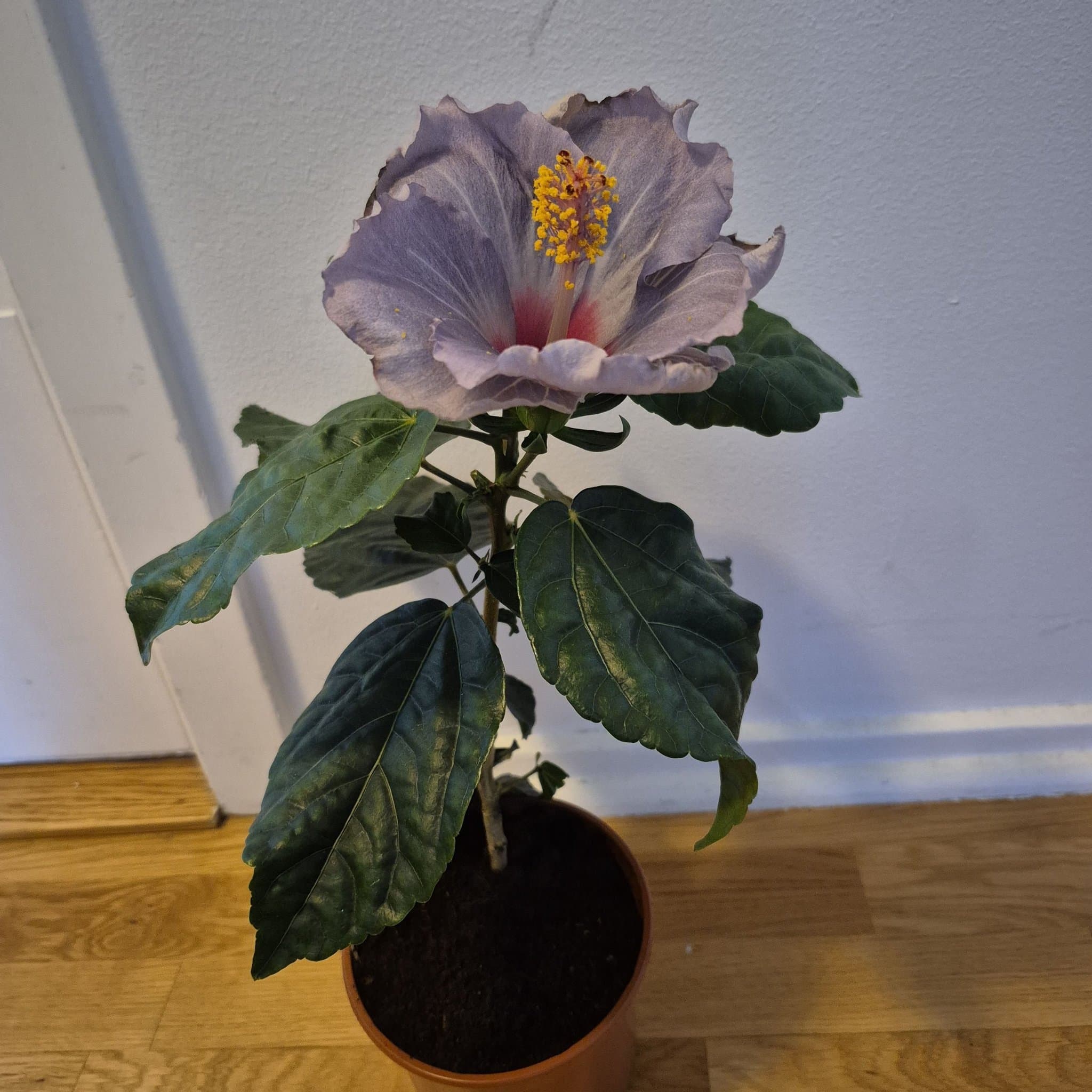 Hibiskus 'Blue Bird'