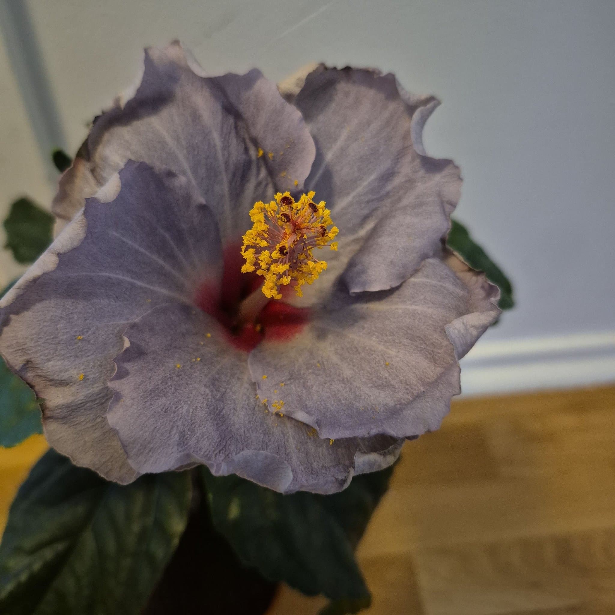 Hibiskus 'Blue Bird'