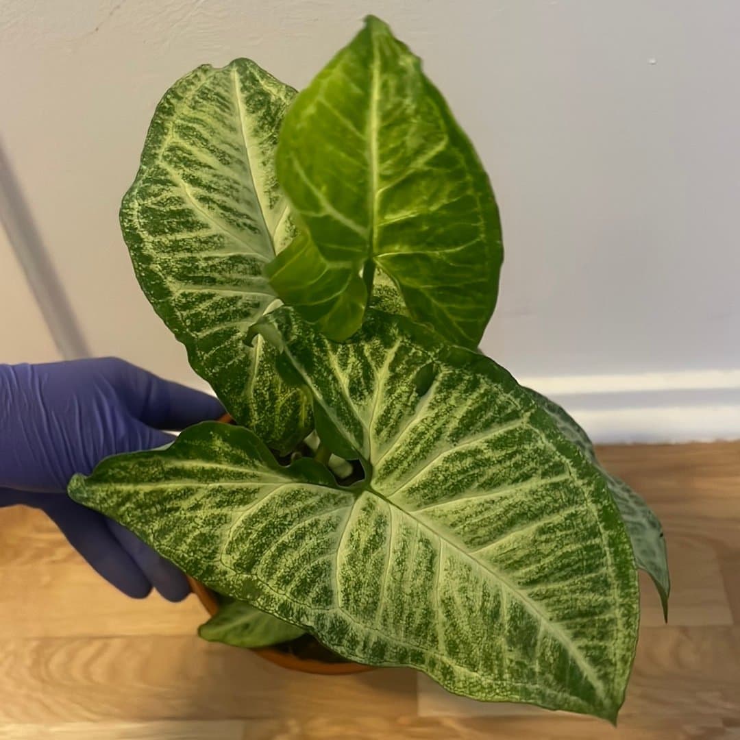 Syngonium podophyllum ’Arrow’