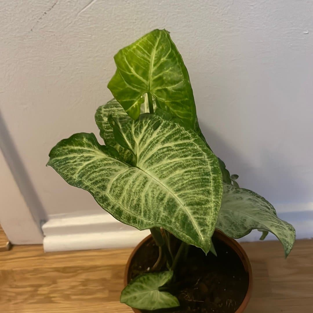 Syngonium podophyllum ’Arrow’