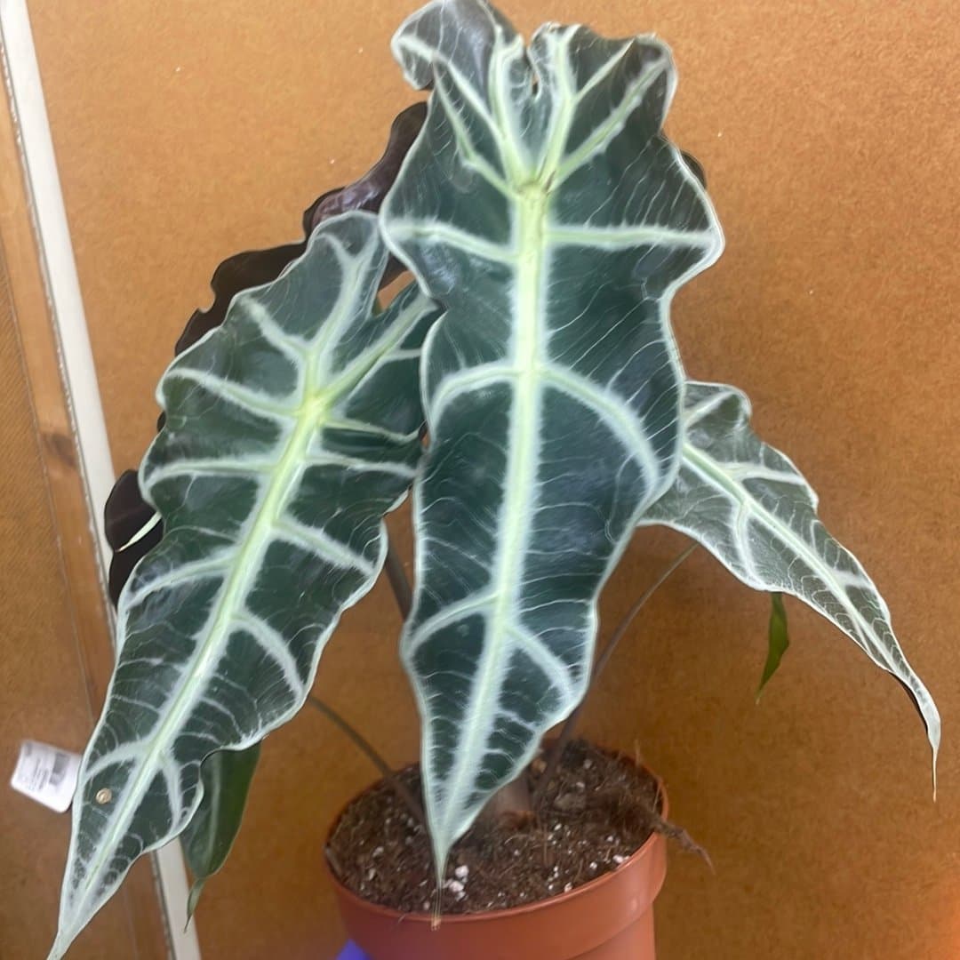 Alocasia Polly