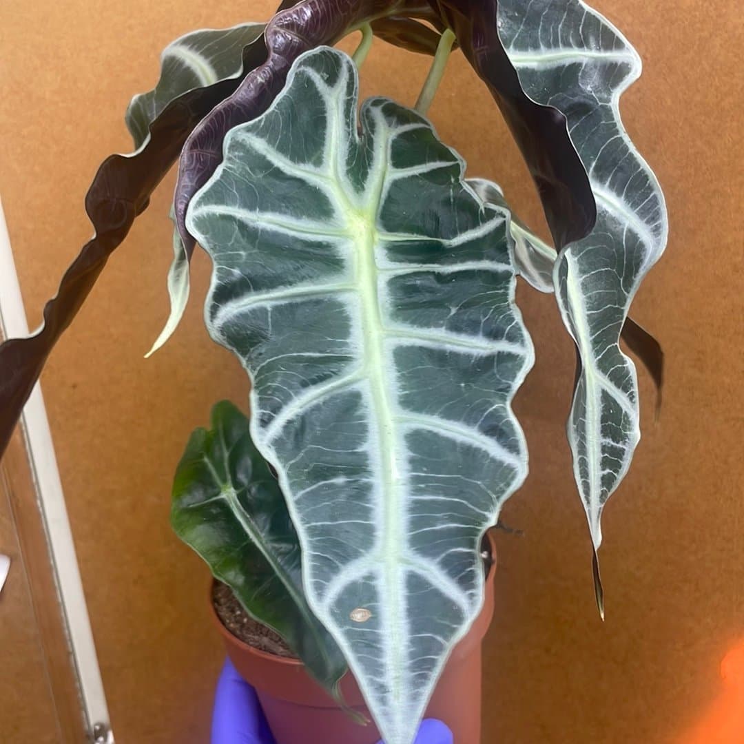 Alocasia Polly