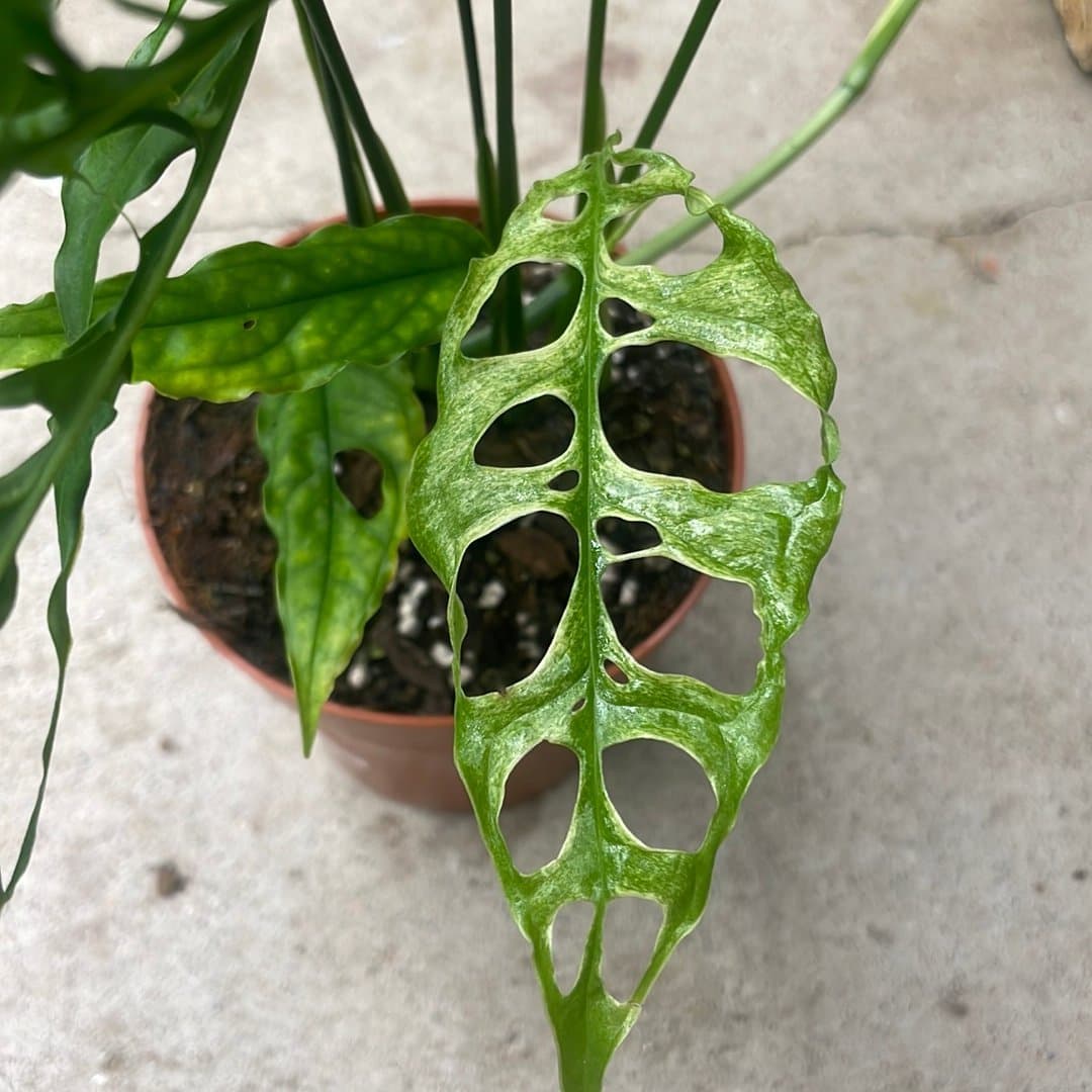 Monstera obliqua peru Variegata