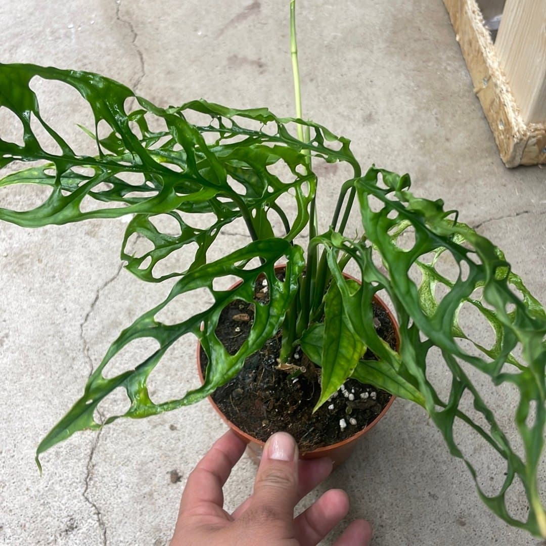 Monstera obliqua peru Variegata