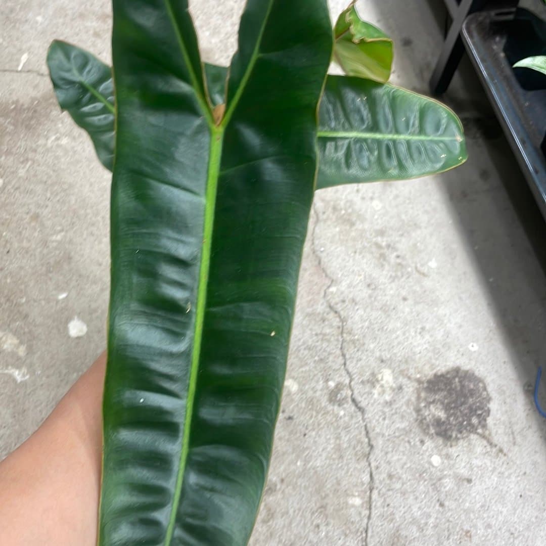 Philodendron Billietiae