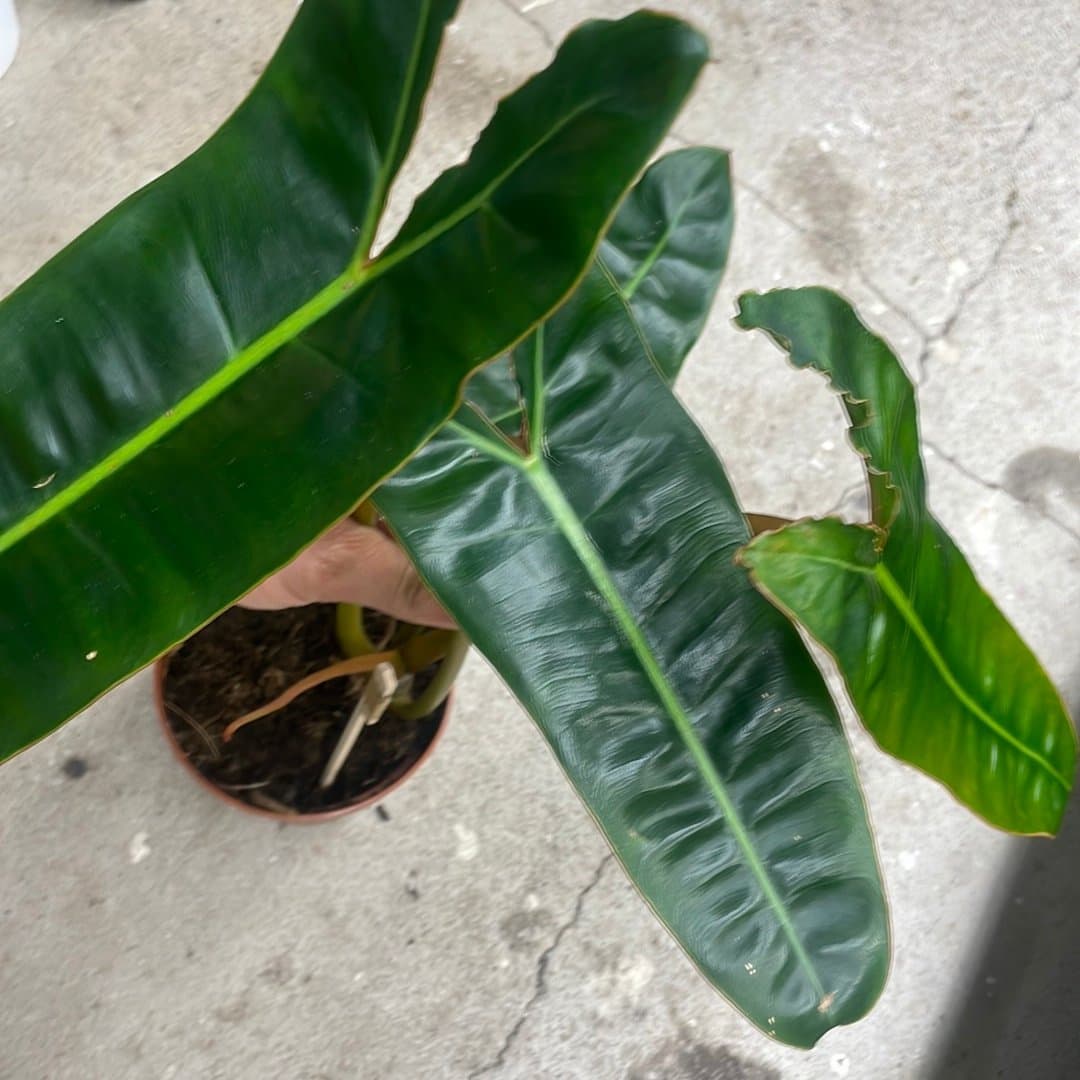 Philodendron Billietiae