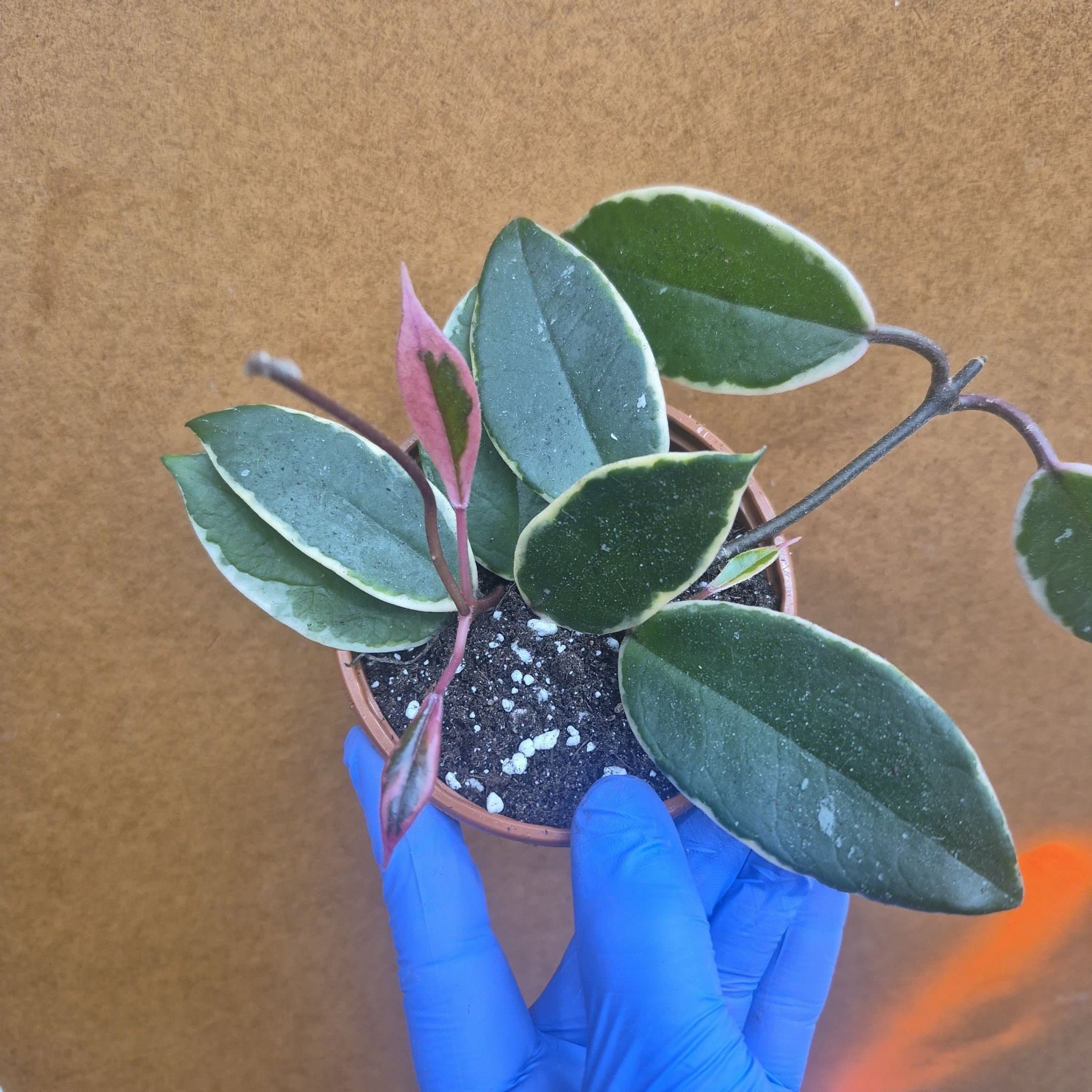 Hoya Krimson Queen