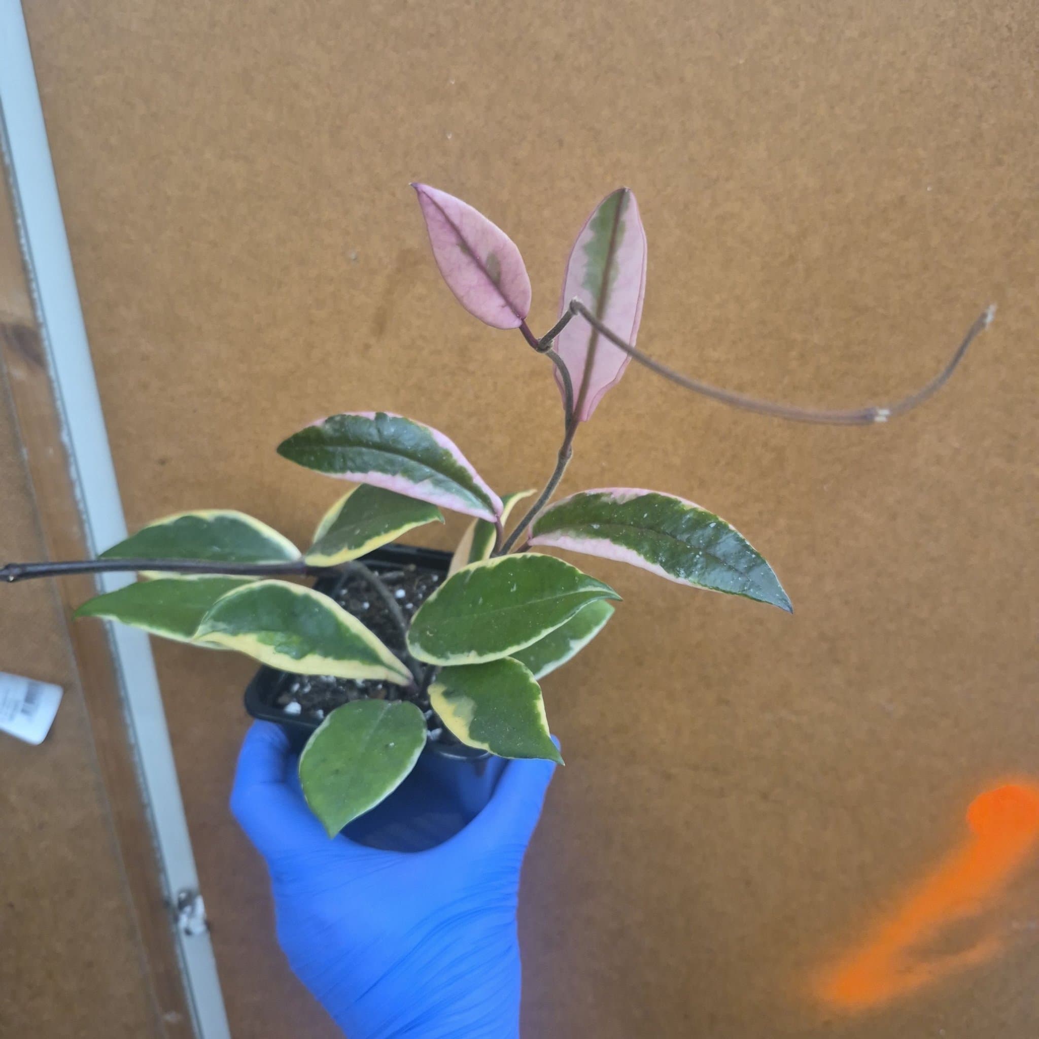 Hoya flamingo dream